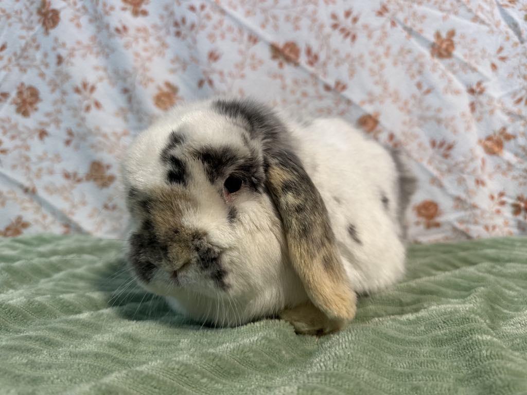 Milo, a Adopted mixed breed in Westbrook, ME image 2/2