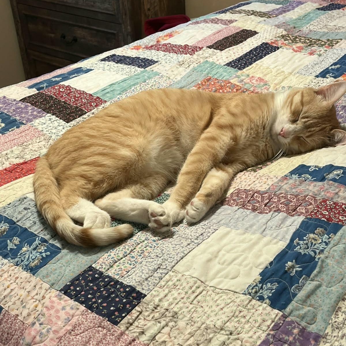 Henry, Adoptable, Young Male Domestic Short Hair.