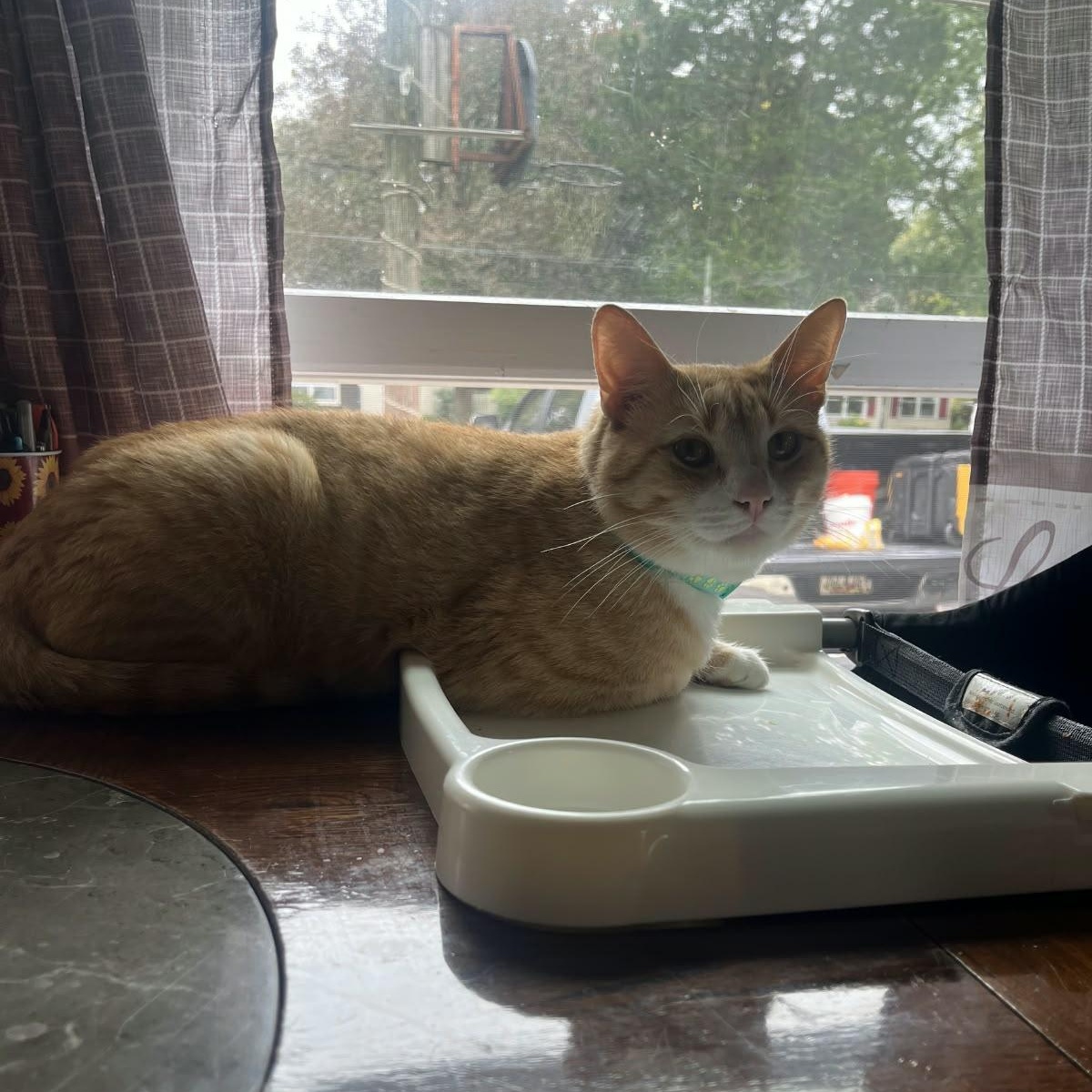Enlarge Henry, a Adoptable Domestic Short Hair in Odenton, MD image 4/6