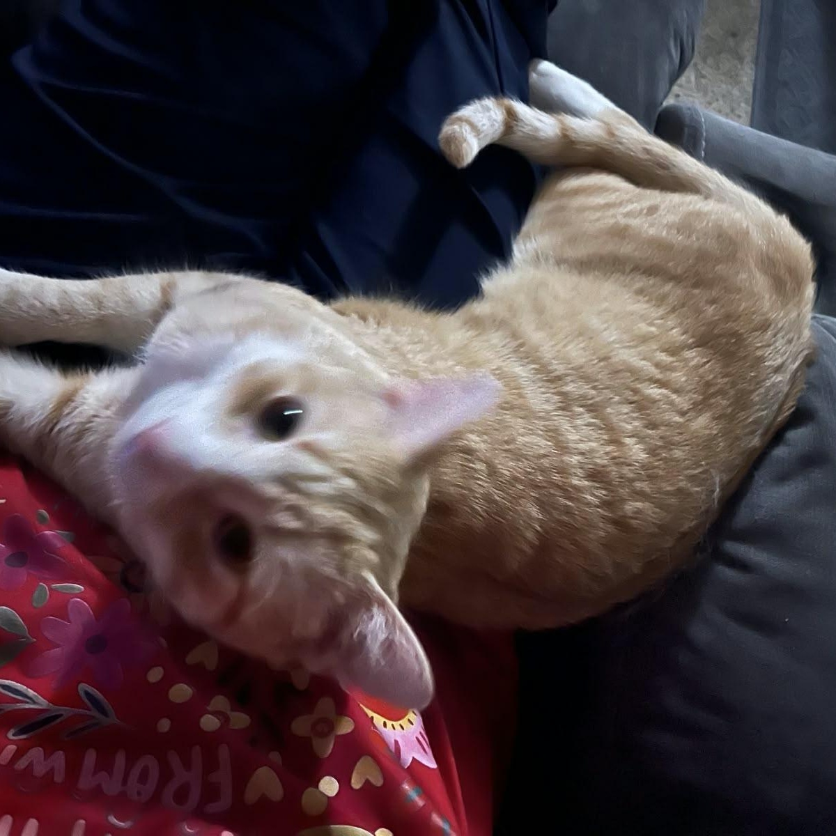 Enlarge Henry, a Adoptable Domestic Short Hair in Odenton, MD image 3/6