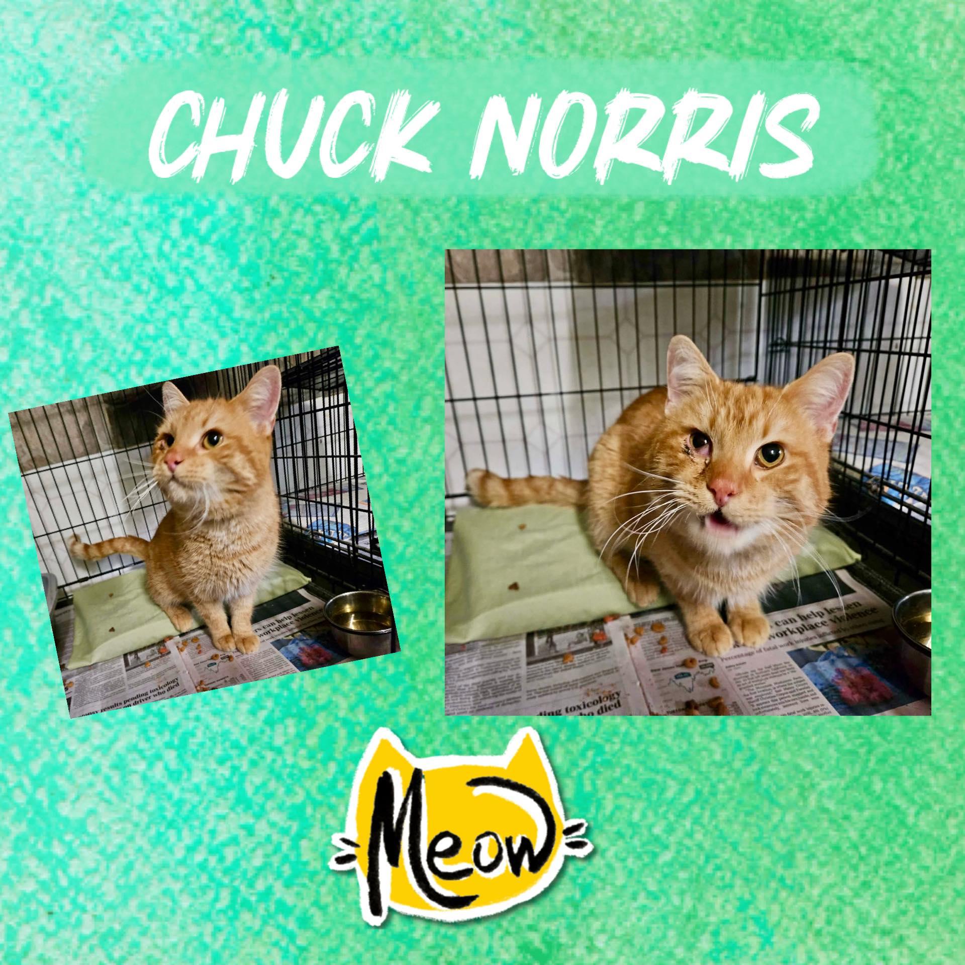 Chuck Norris, ADOPTABLE, Young Male Domestic Short Hair.