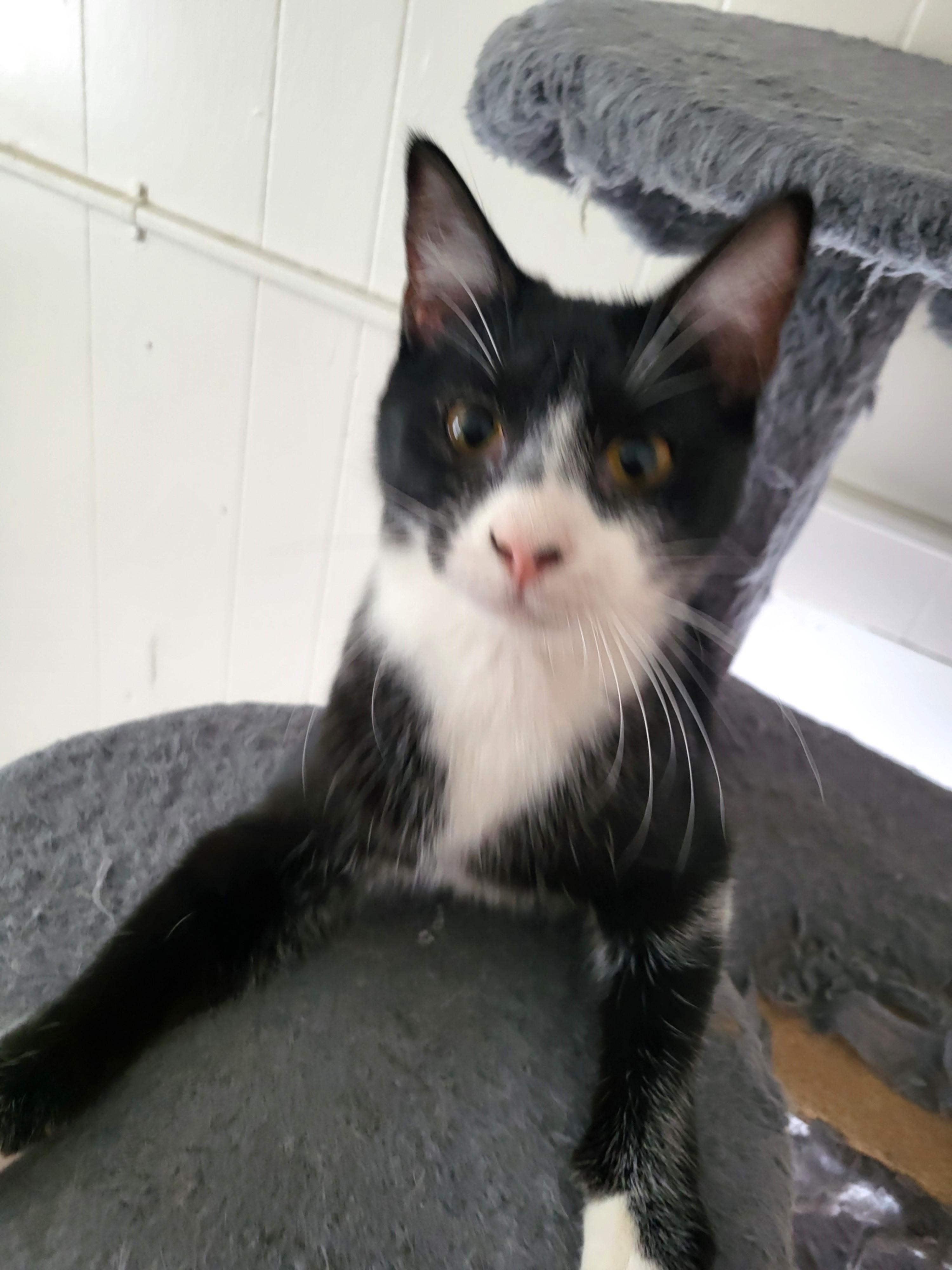 Enlarge Mellie- terrific tuxedo girl, a Adoptable American Shorthair in Bennington, VT image 1/3