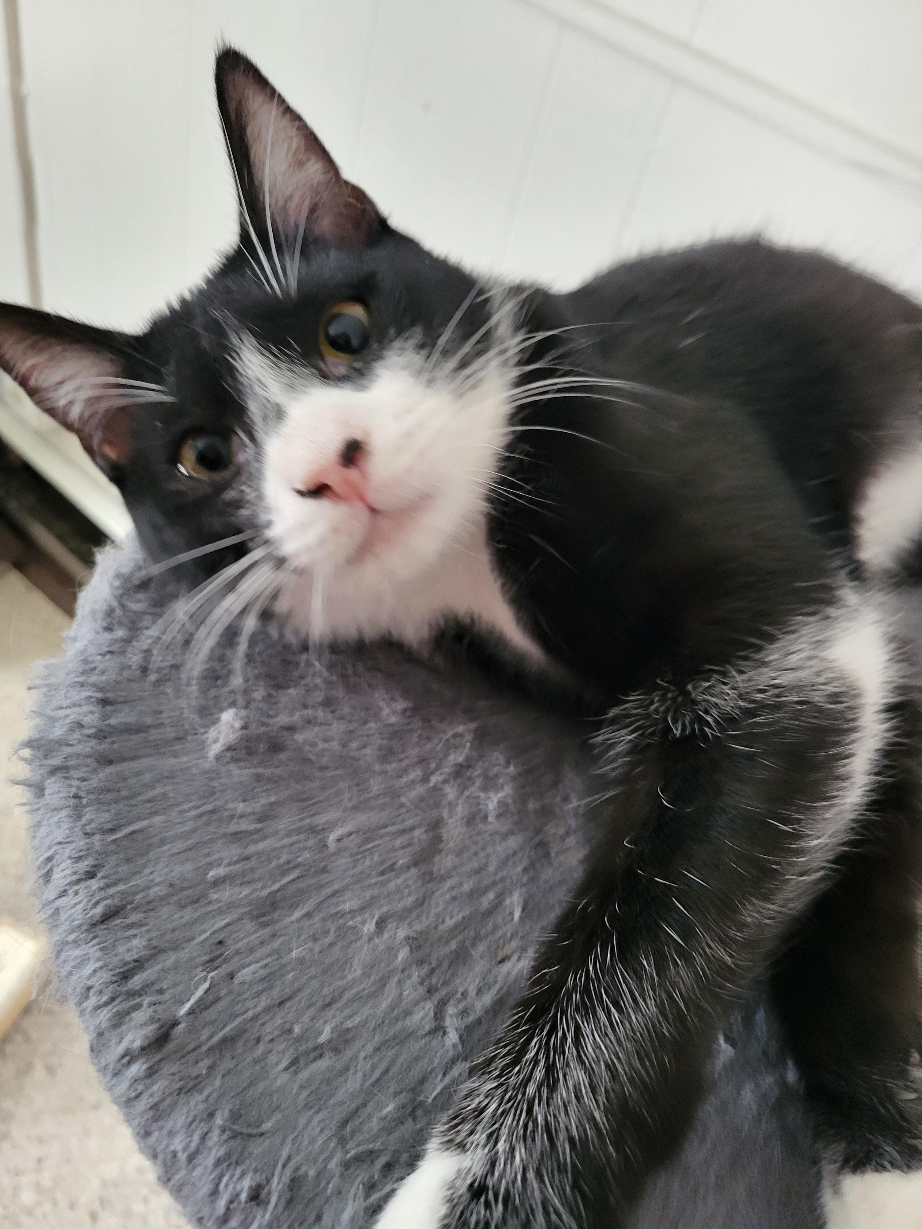 Mellie Terrific Tuxedo Girl thumbnail 3