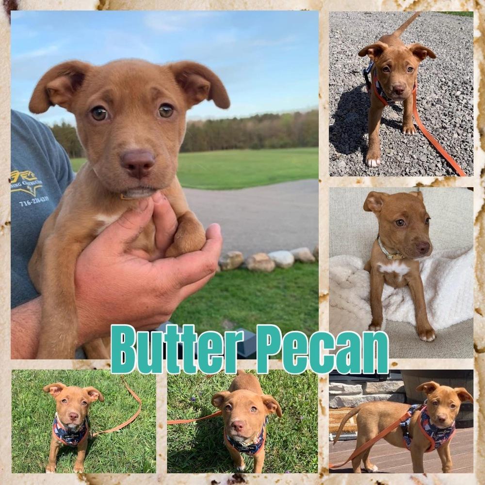 Butter Pecan, Adoptable, Puppy Female Mixed Breed.