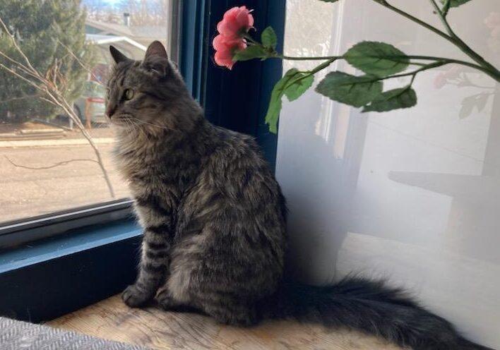 Enlarge Tia, a ADOPTABLE Domestic Medium Hair in Manitou Springs, CO image 4/6