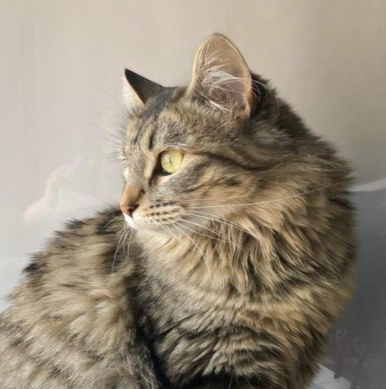 Tia, ADOPTABLE, Adult Female Domestic Medium Hair.