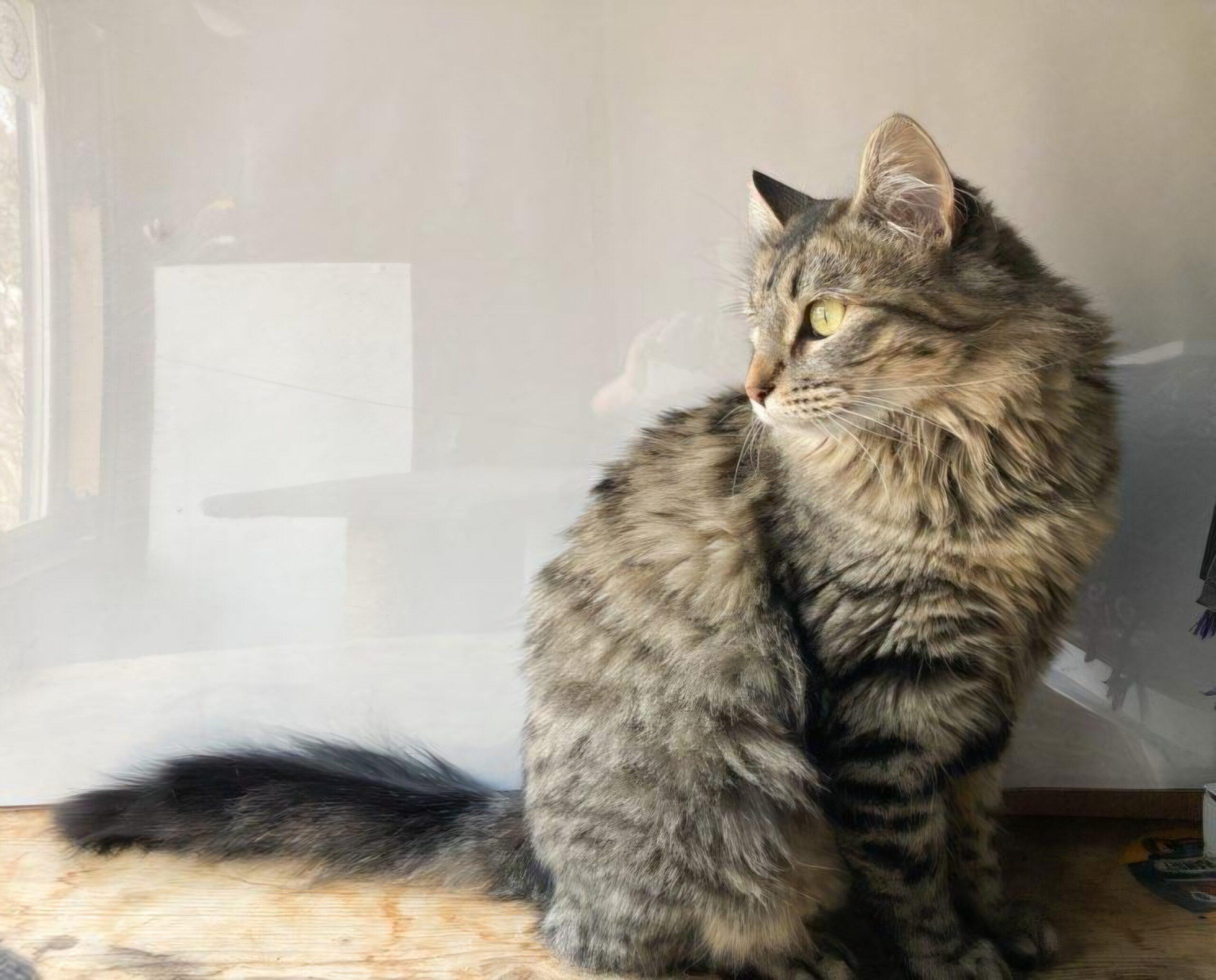 Enlarge Tia, a ADOPTABLE Domestic Medium Hair in Manitou Springs, CO image 3/6