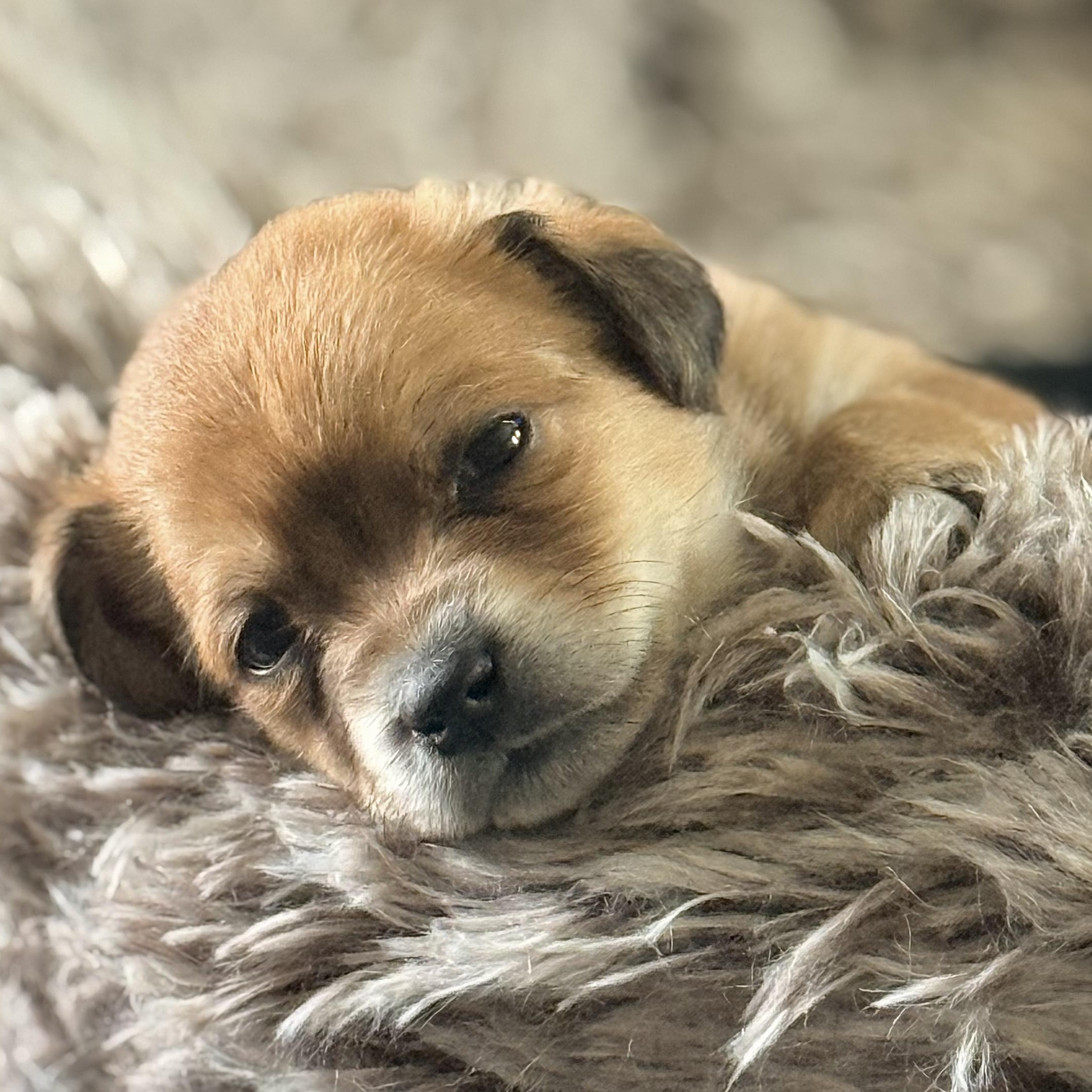 Star — thumbnail 2