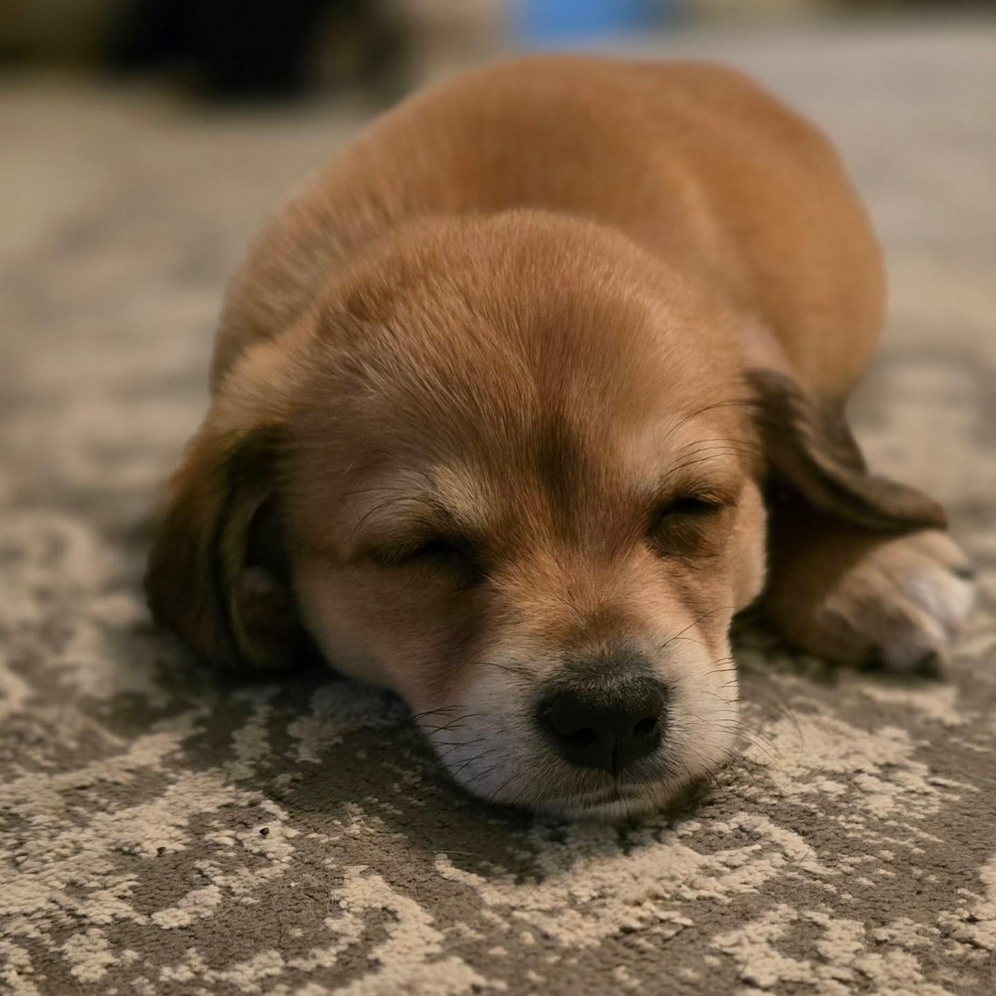 Star — thumbnail 6