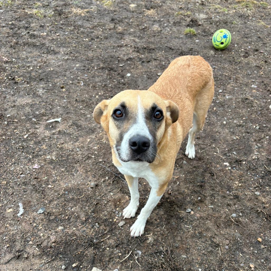 Enlarge Wren, a Adoptable Shepherd in Branford, CT image 1/1