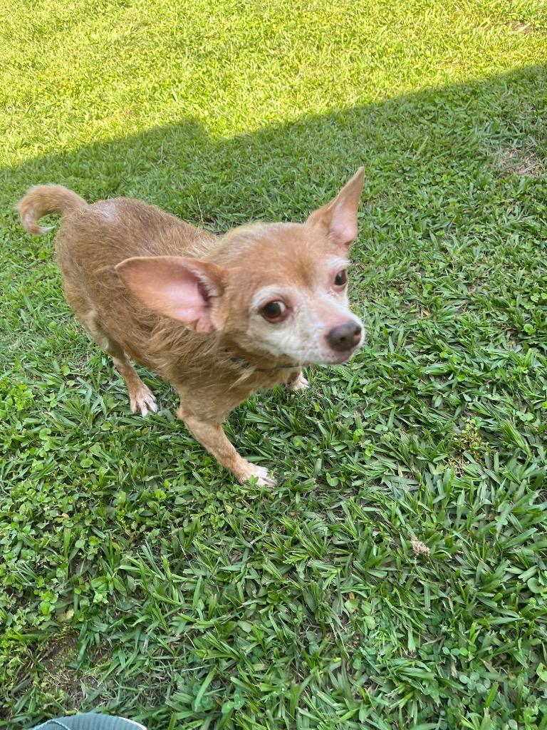 Rueger aka Simba, a Adoptable mixed breed in St. Francisville, LA image 1/2