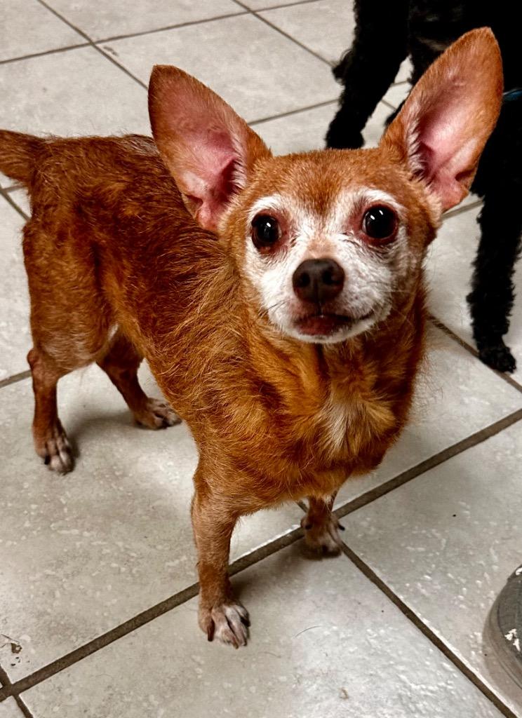 Enlarge Rueger Paul, a Adoptable mixed breed in St. Francisville, LA image 2/2