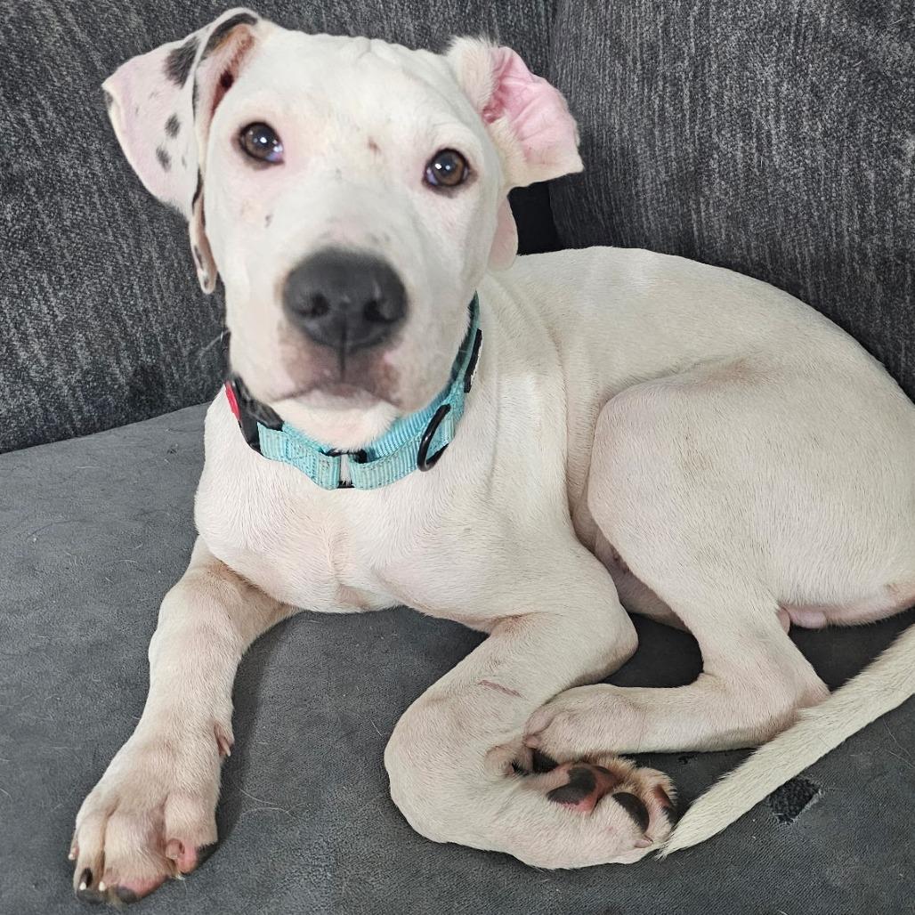Ghost, a Adoptable mixed breed in Myrtle Beach, SC image 1/2