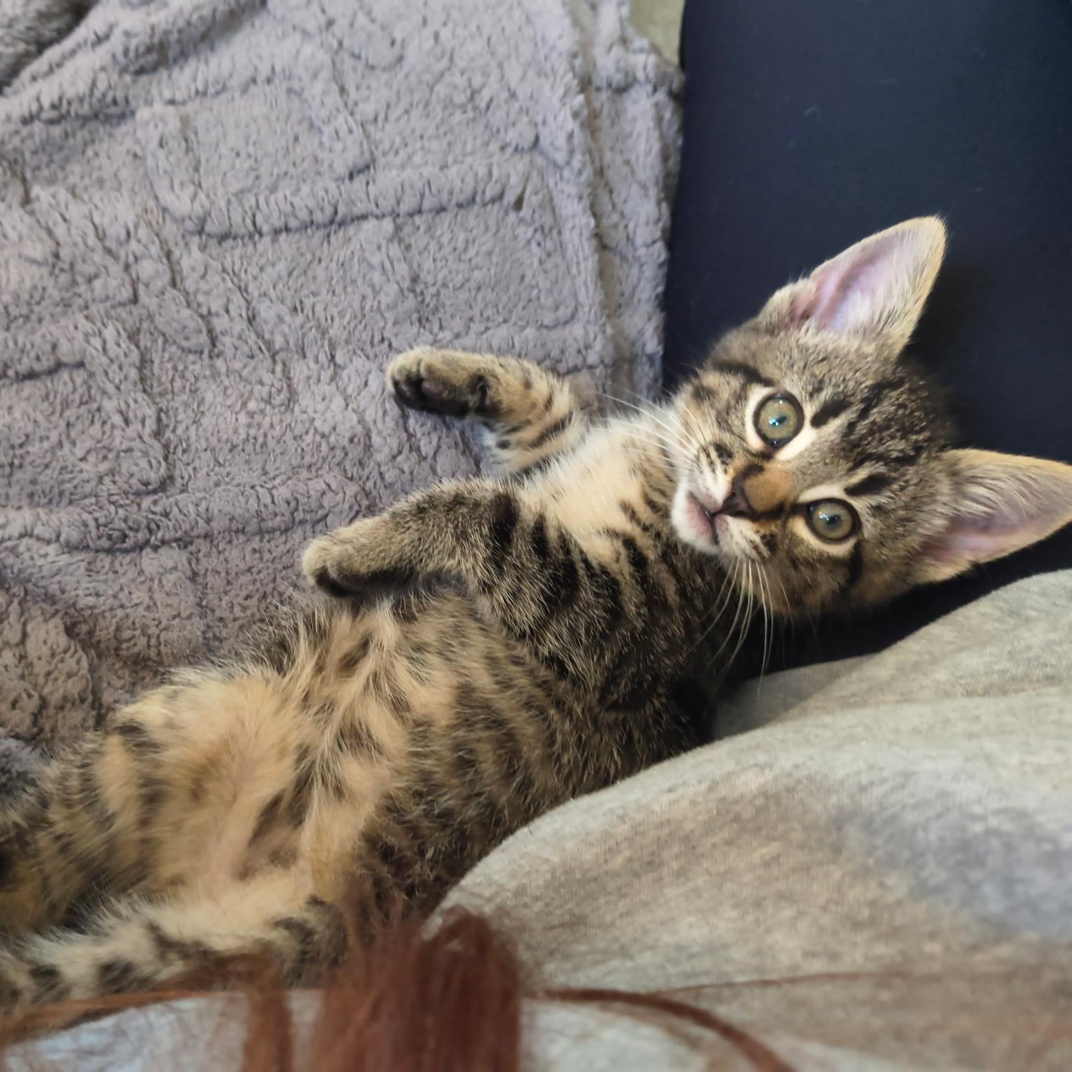 Chai, ADOPTABLE, Kitten Male Domestic Short Hair.