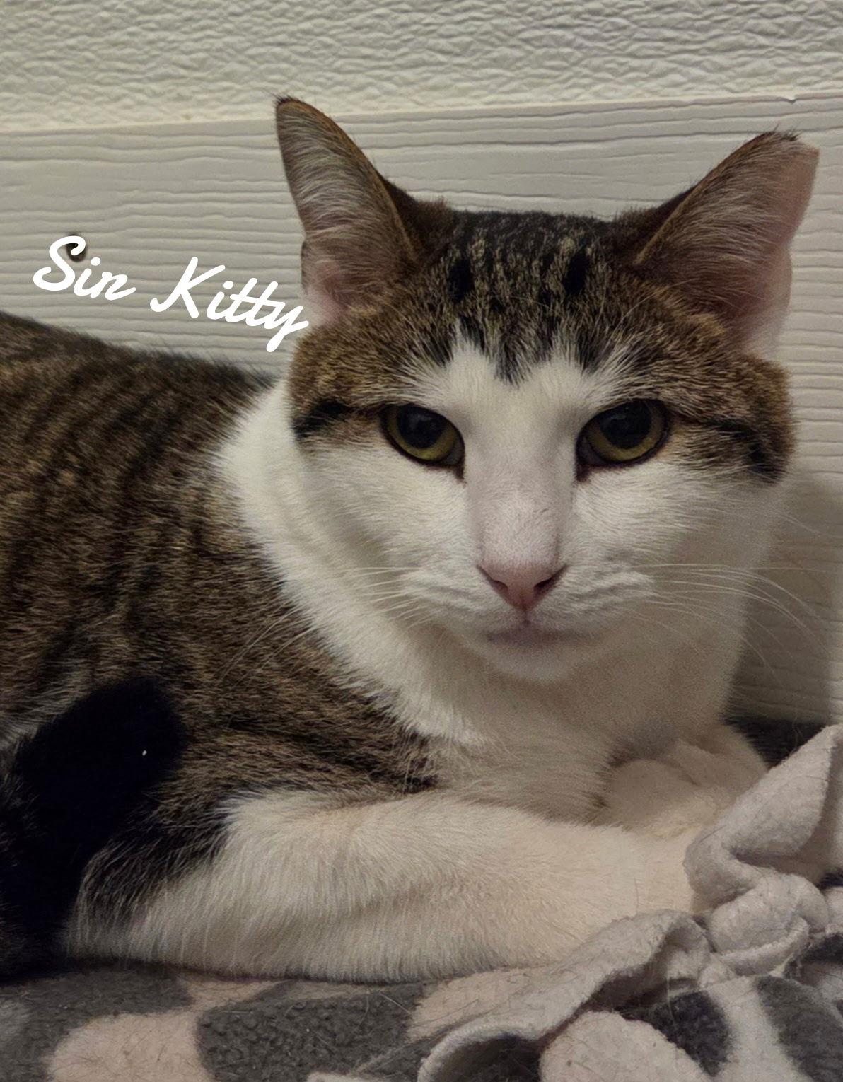 Enlarge Sir kitty, a Adoptable Domestic Short Hair in Naugatuck, CT image 1/3