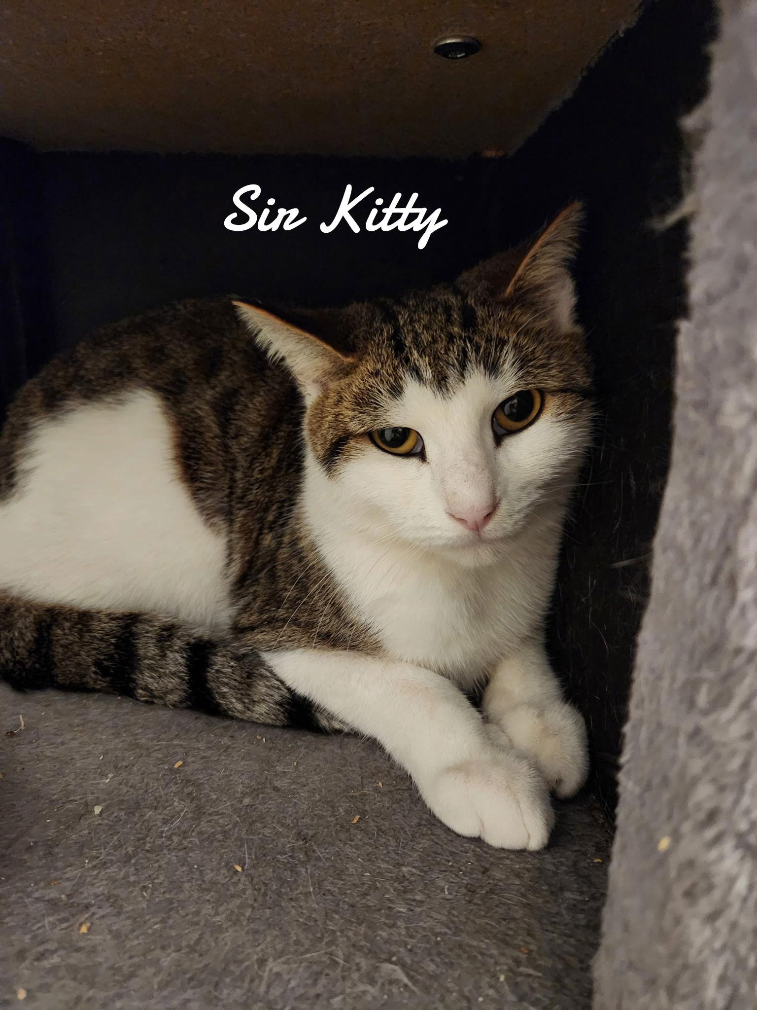 Enlarge Sir kitty, a Adoptable Domestic Short Hair in Naugatuck, CT image 3/3