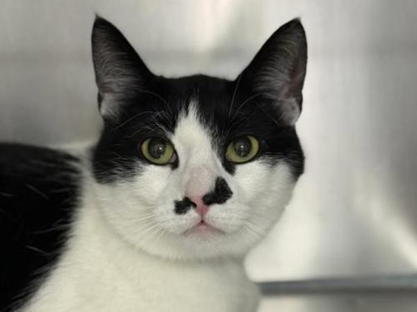 Enlarge Despereaux, a Adoptable mixed breed in Portland, OR image 1/1