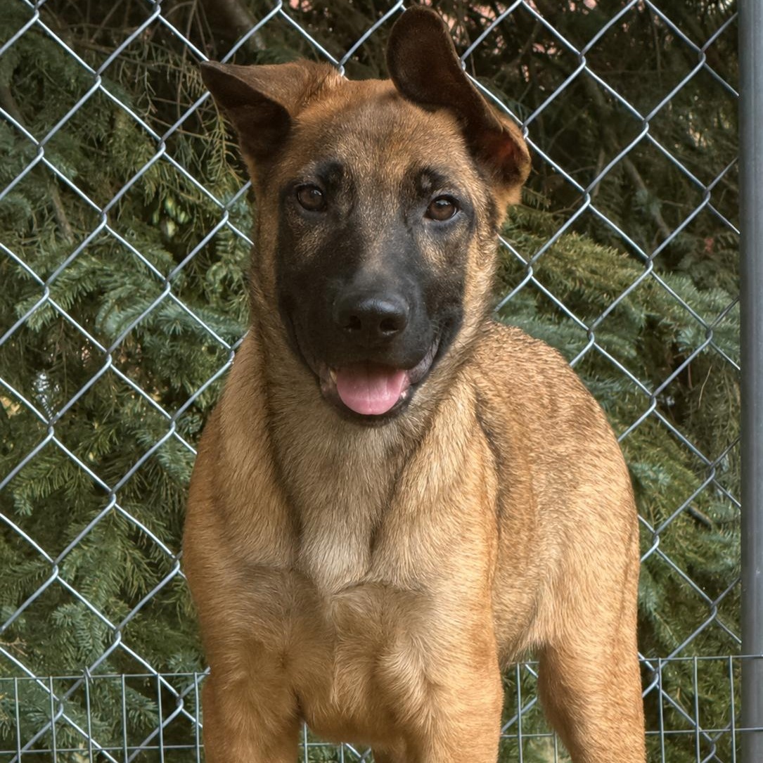 Enlarge Justin, an adoptable mixed breed in Amery, WI image 1/1