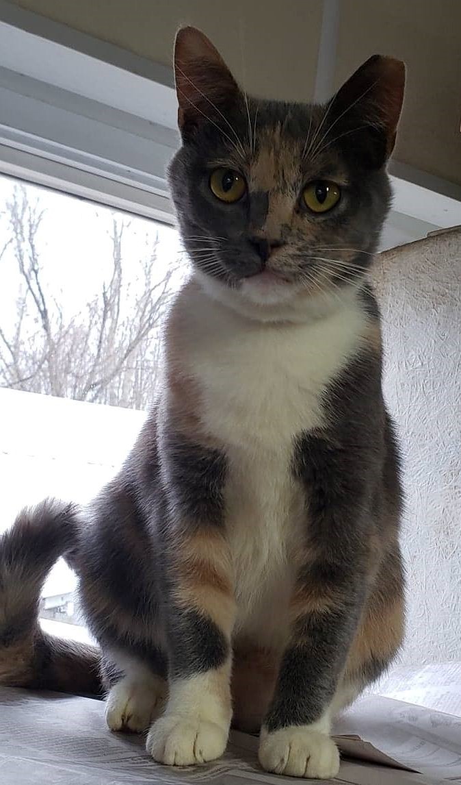 Nelly, a Adoptable mixed breed in Robinson, IL image 2/4