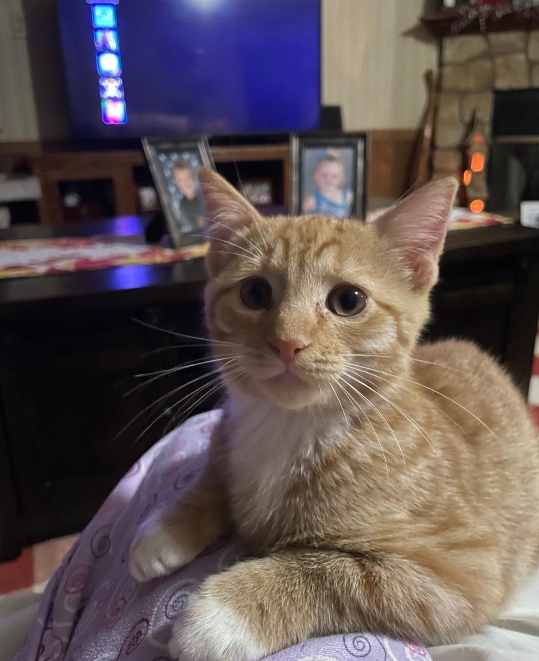 Simba and Milo, Adoptable, Kitten Male Domestic Short Hair.