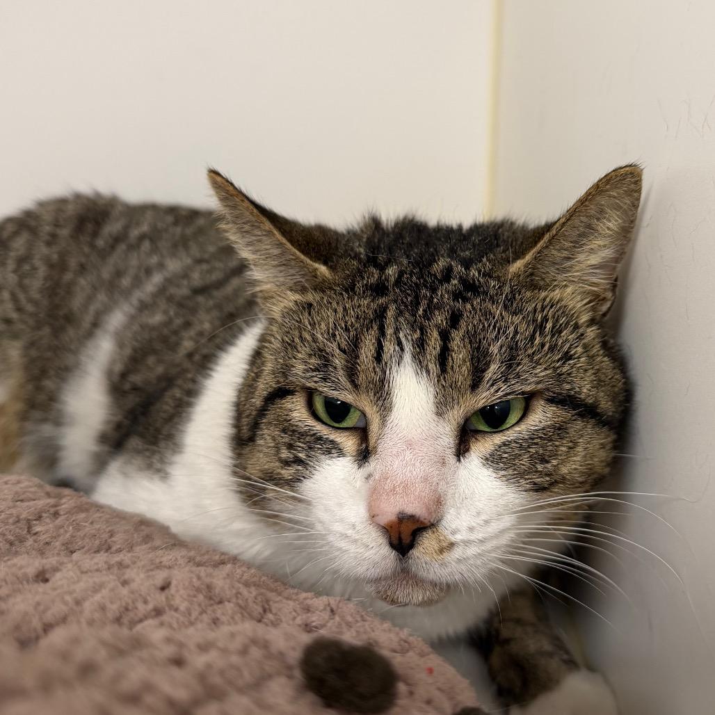 Enlarge Bill, a Adoptable Domestic Short Hair in West Palm Beach, FL image 1/4