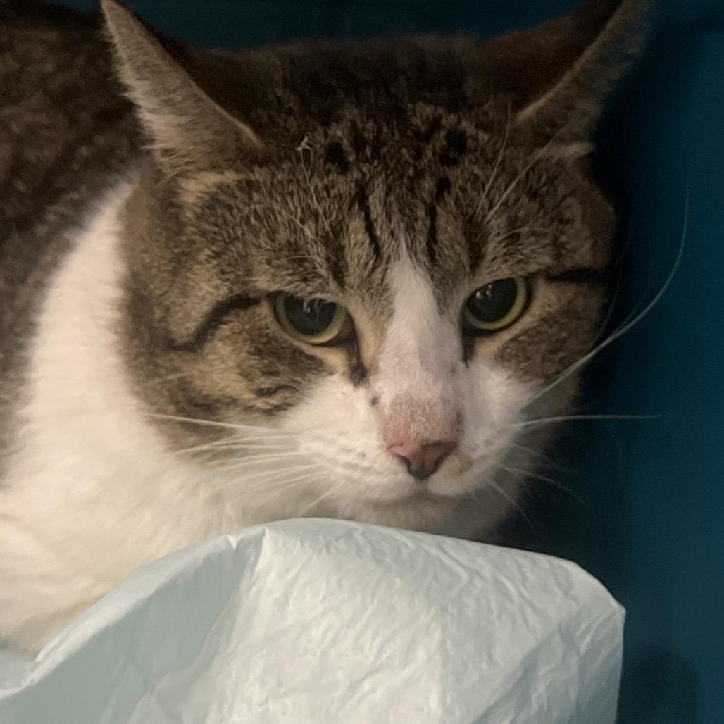 Enlarge Bill, a Adoptable Domestic Short Hair in West Palm Beach, FL image 2/4