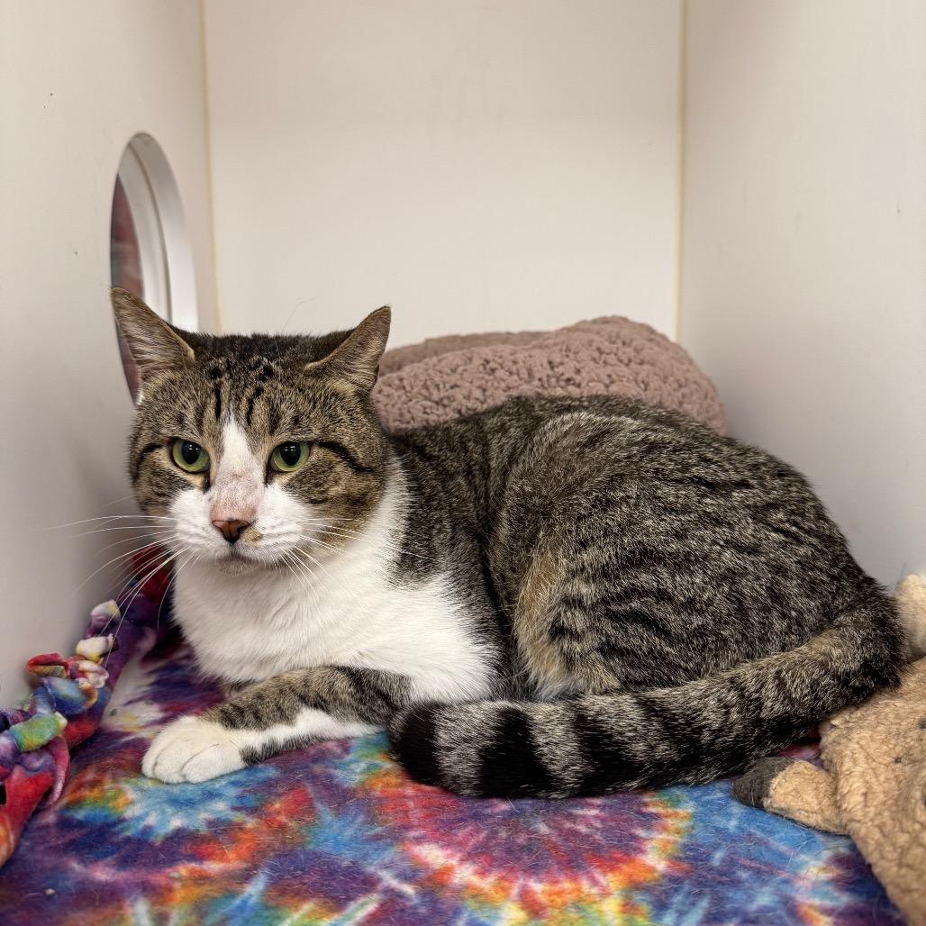 Enlarge Bill, a Adoptable Domestic Short Hair in West Palm Beach, FL image 3/4