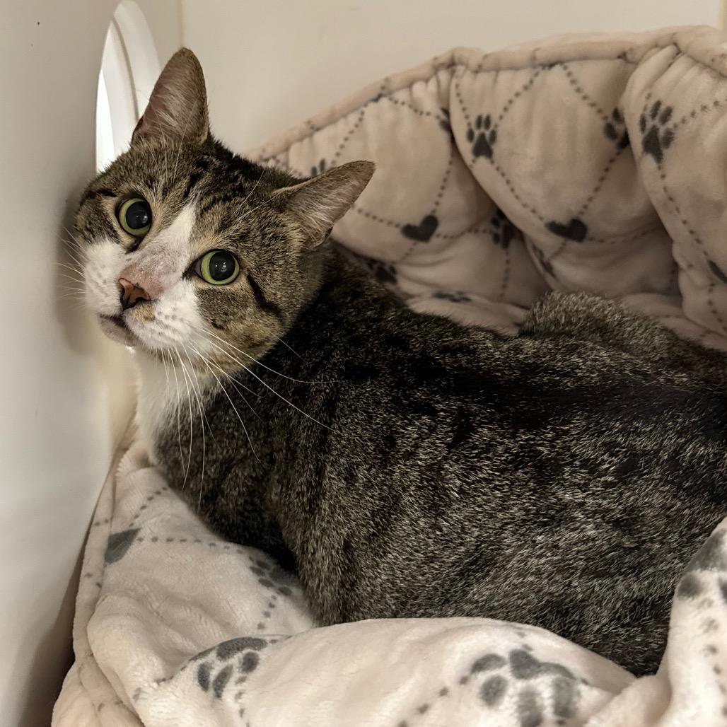 Enlarge Bill, a Adoptable Domestic Short Hair in West Palm Beach, FL image 4/4