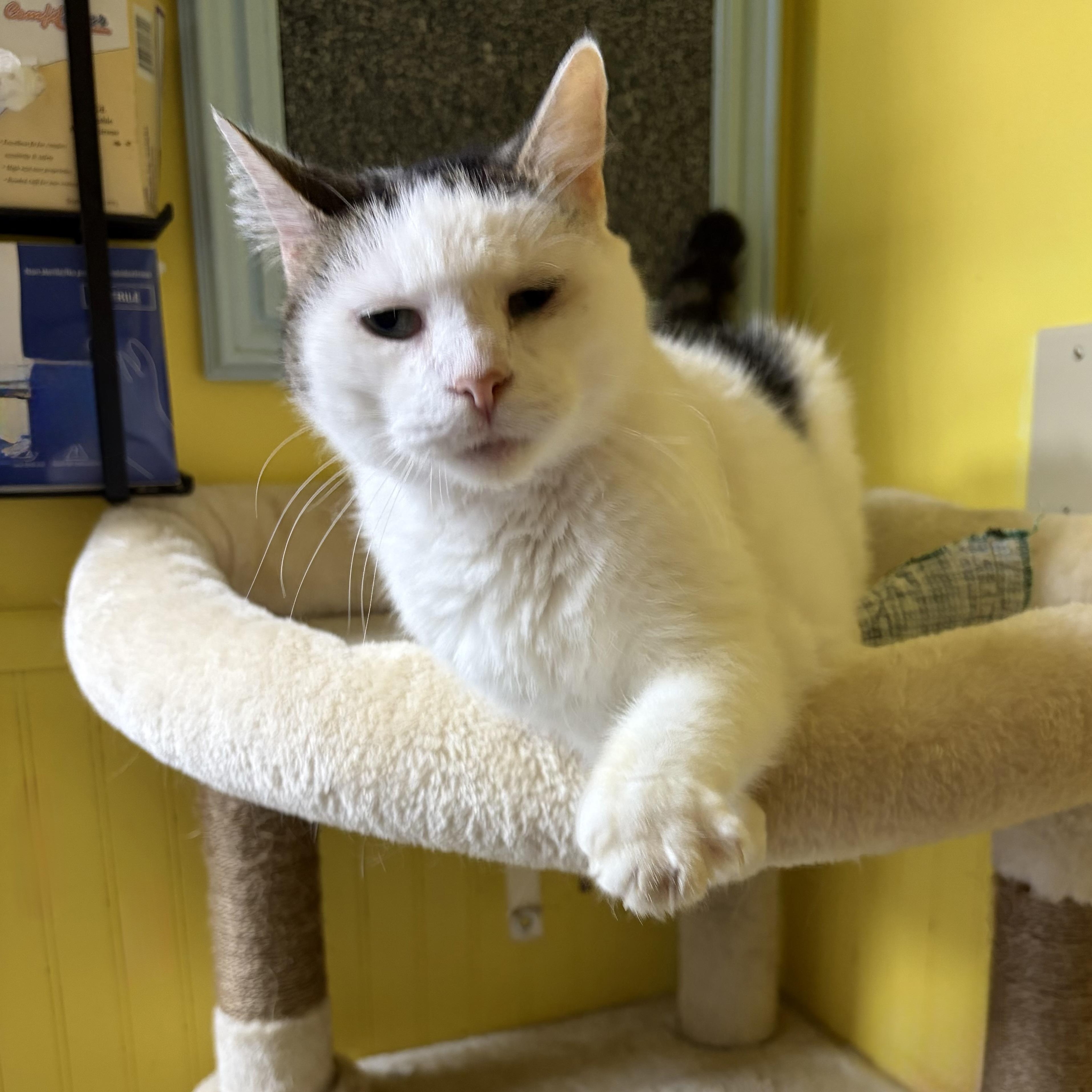 Crater, Adoptable, Adult Male Domestic Short Hair.