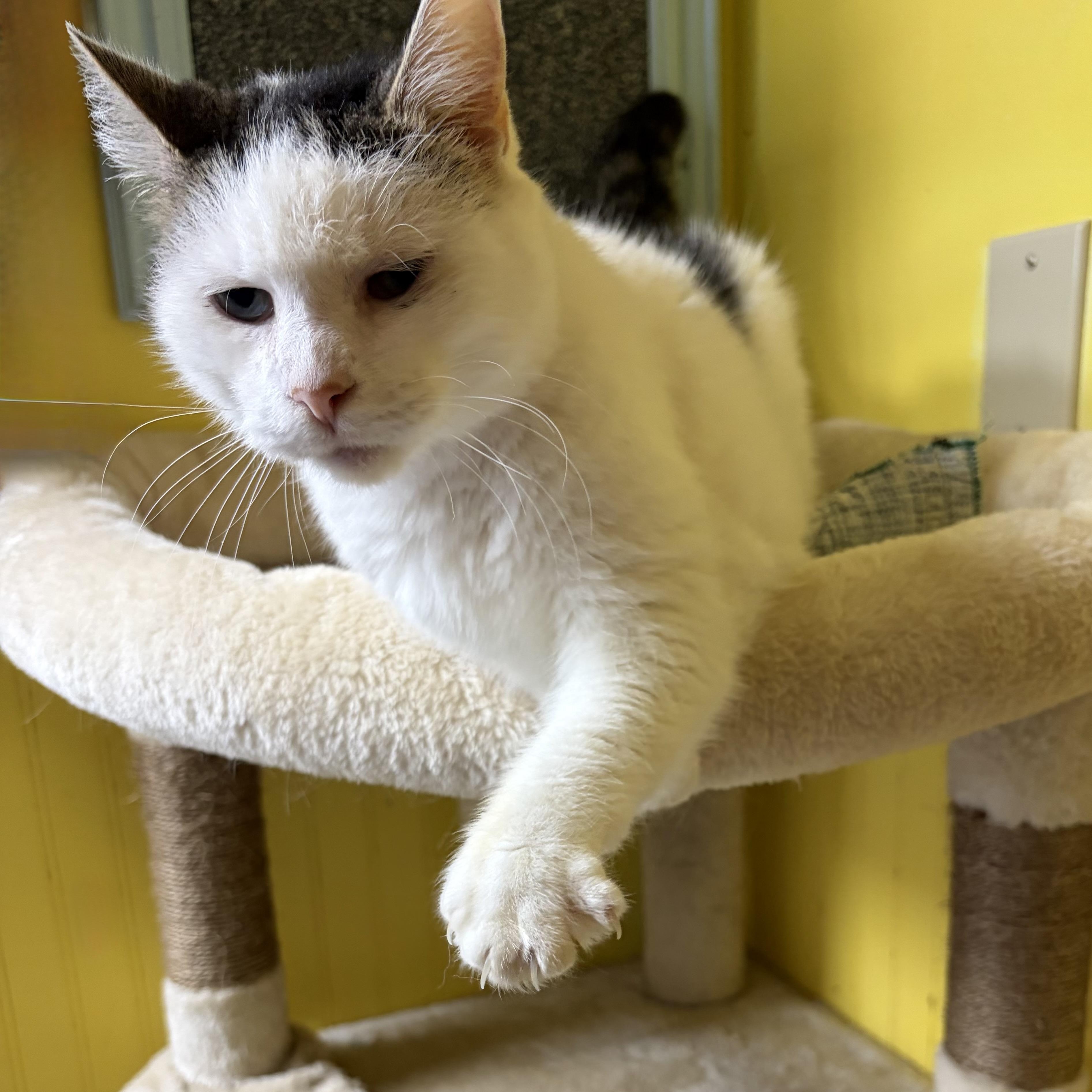 Crater, a Adoptable Domestic Short Hair in Cortland, NY image 2/3