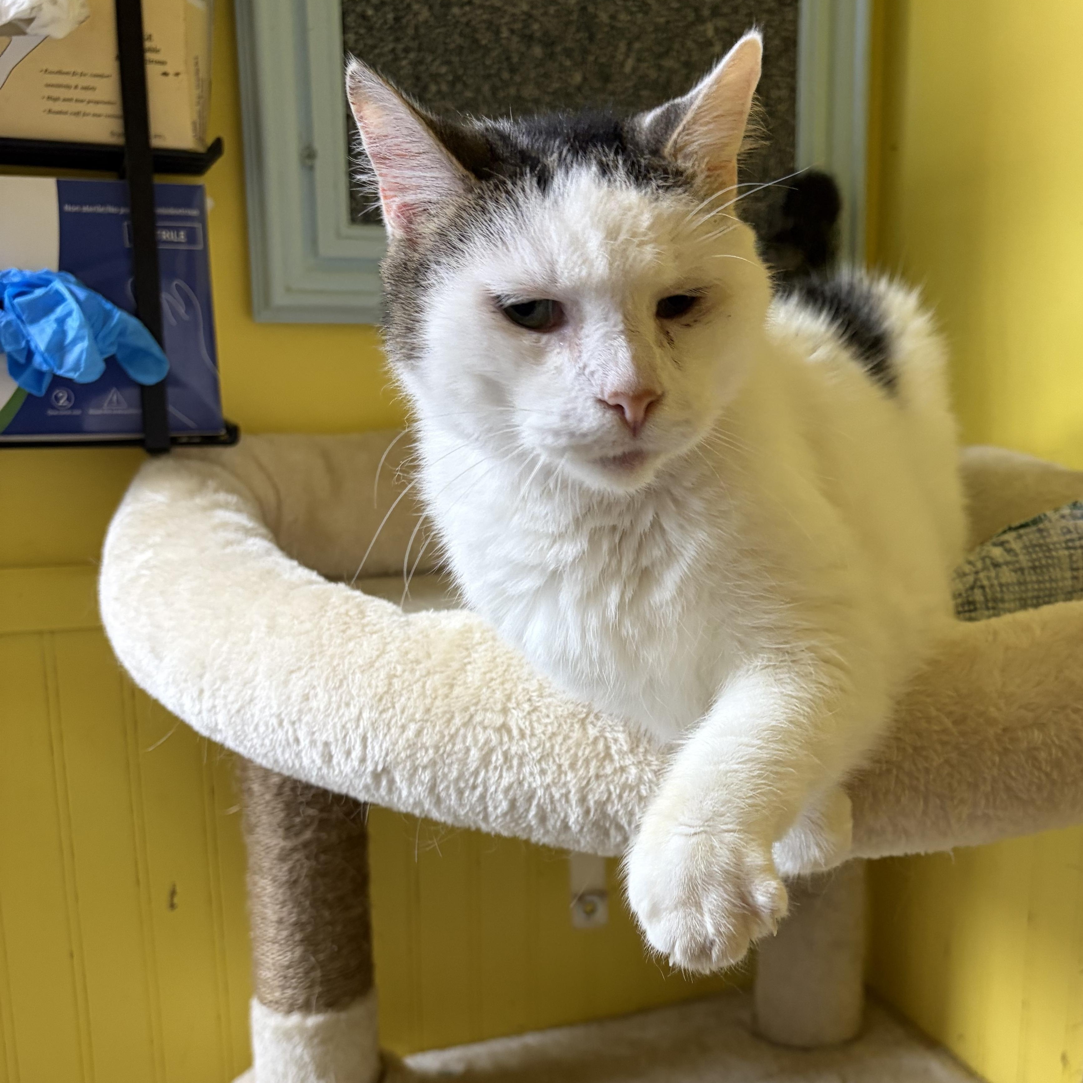 Crater, a Adoptable Domestic Short Hair in Cortland, NY image 3/3