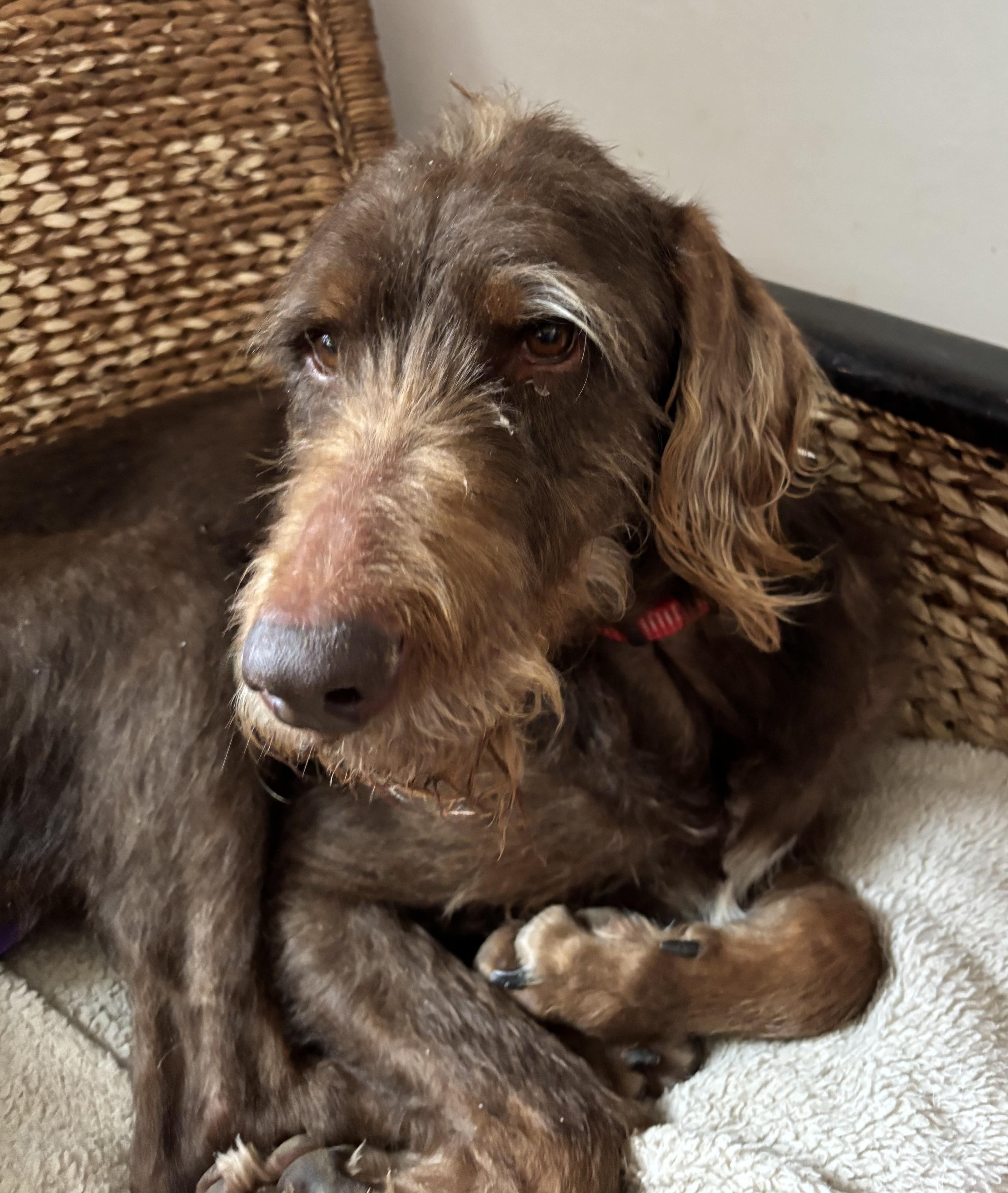 Zoey, Adoptable, Adult Female Labradoodle.