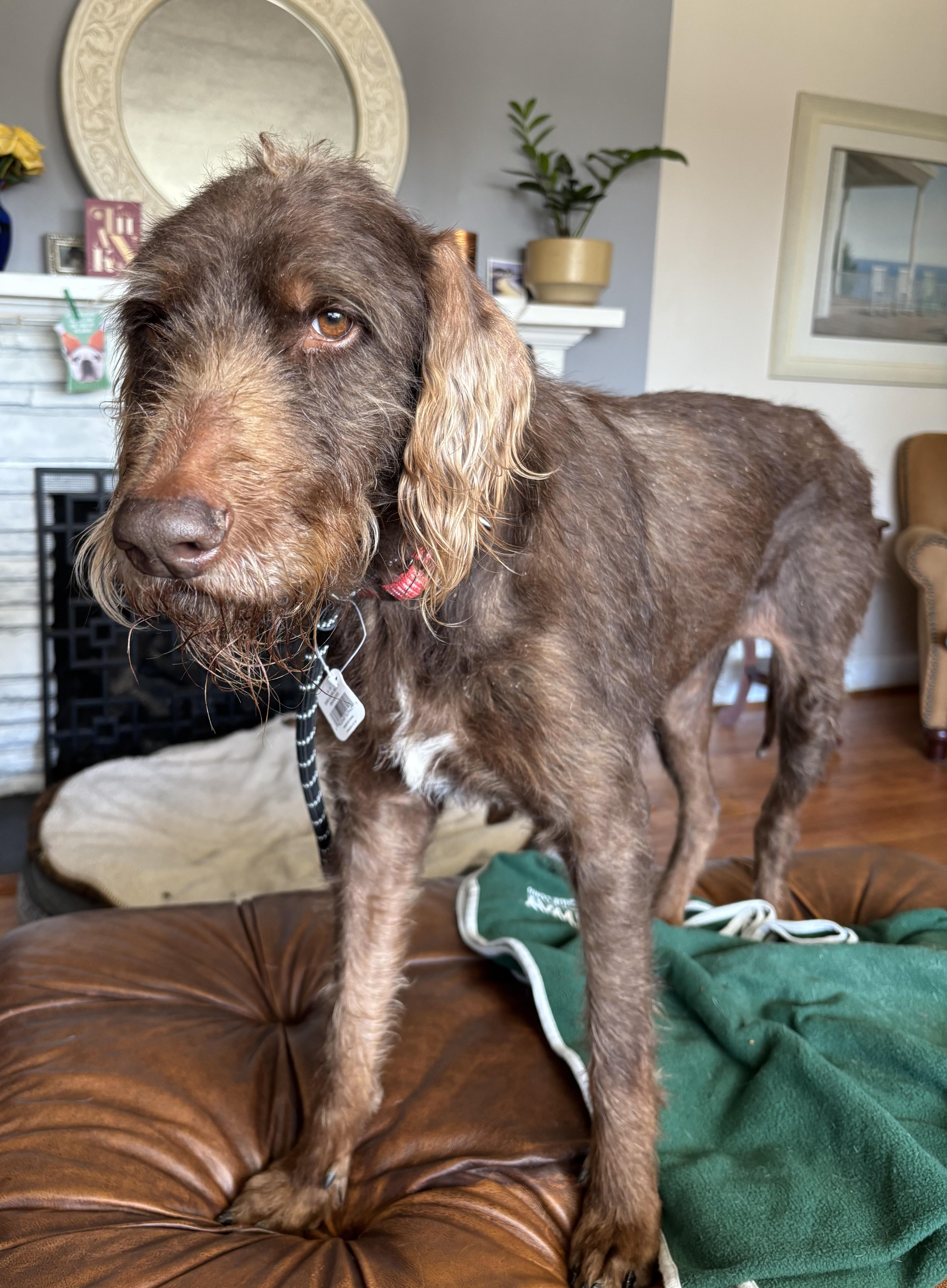 Zoey, a Adoptable mixed breed in Falls Church, VA image 3/5