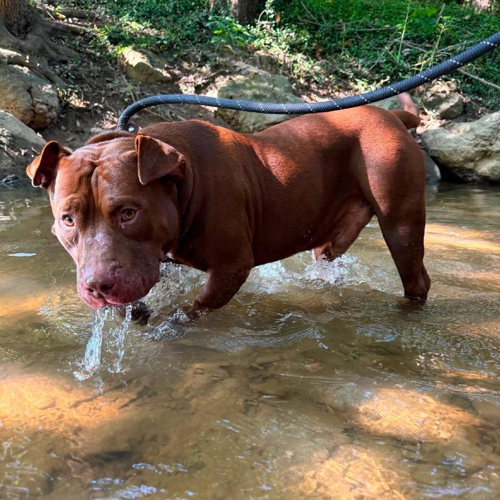 Ledger, Adoptable, Adult Male Mixed Breed.