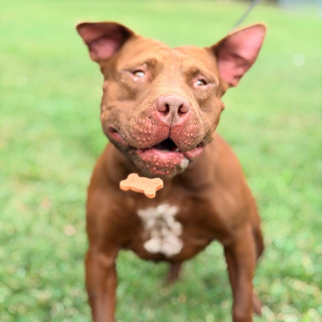 Enlarge Ledger, a Adoptable Mixed Breed in Huntington, WV image 2/6