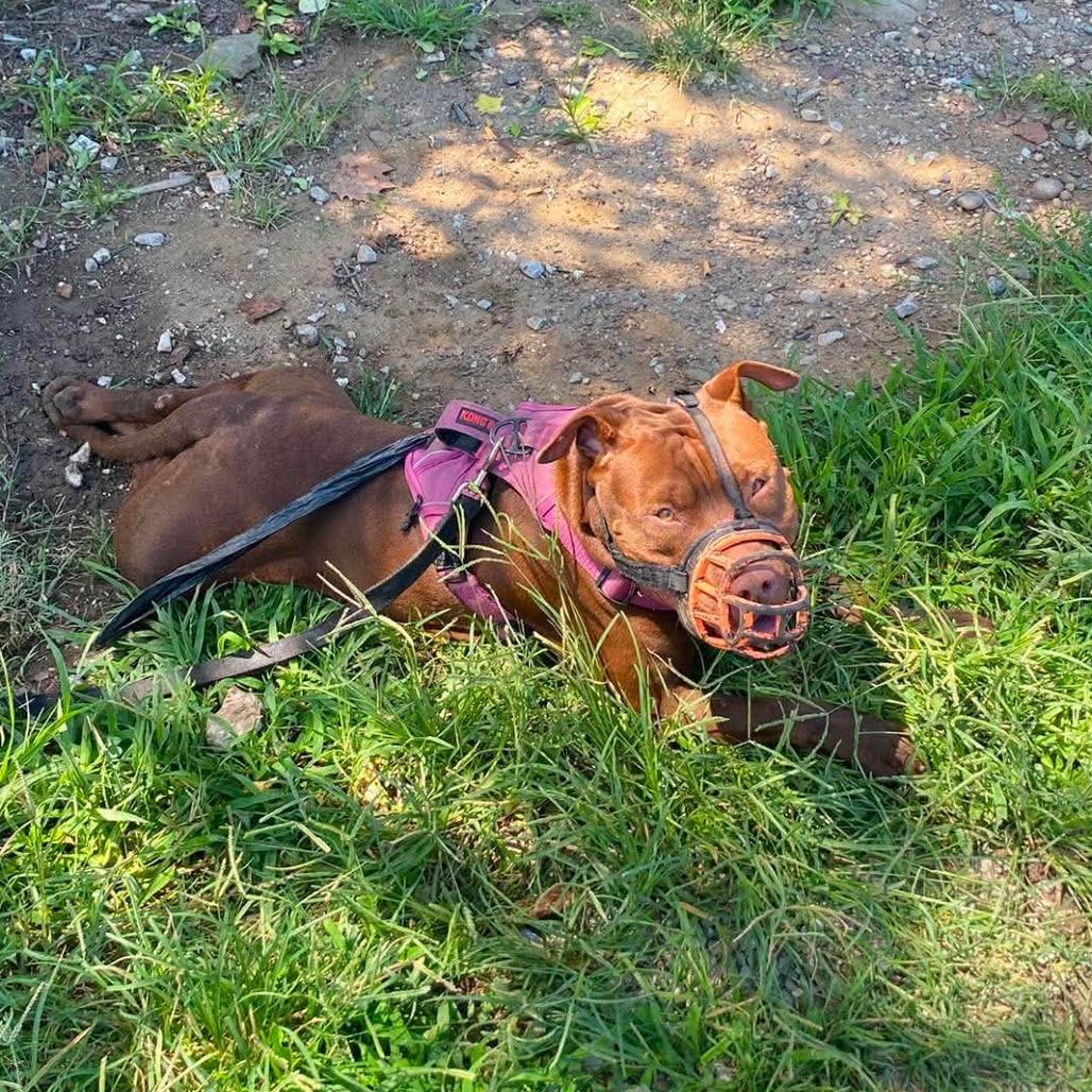 Enlarge Ledger, a Adoptable Mixed Breed in Huntington, WV image 4/6