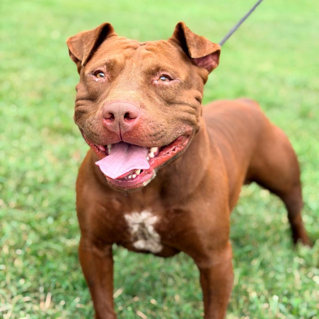 Enlarge Ledger, a Adoptable Mixed Breed in Huntington, WV image 5/6