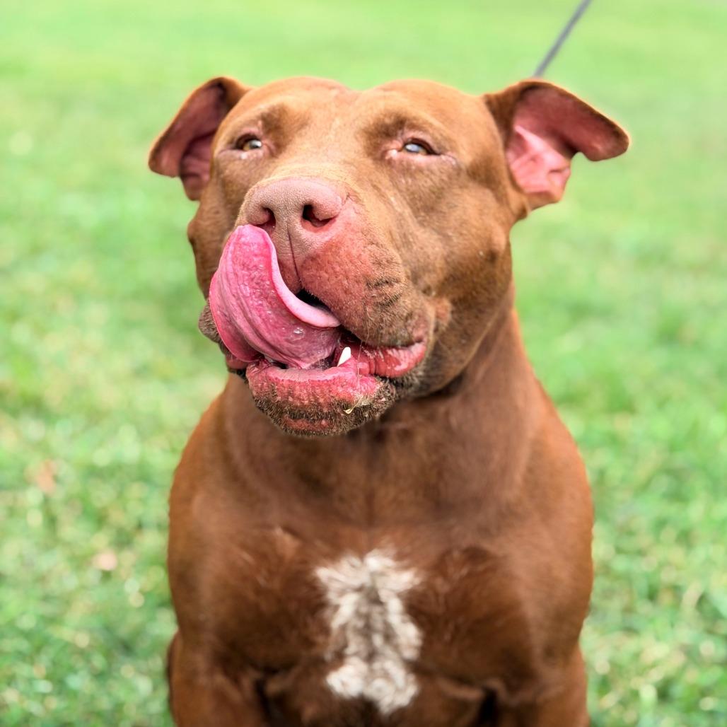 Enlarge Ledger, a Adoptable Mixed Breed in Huntington, WV image 6/6