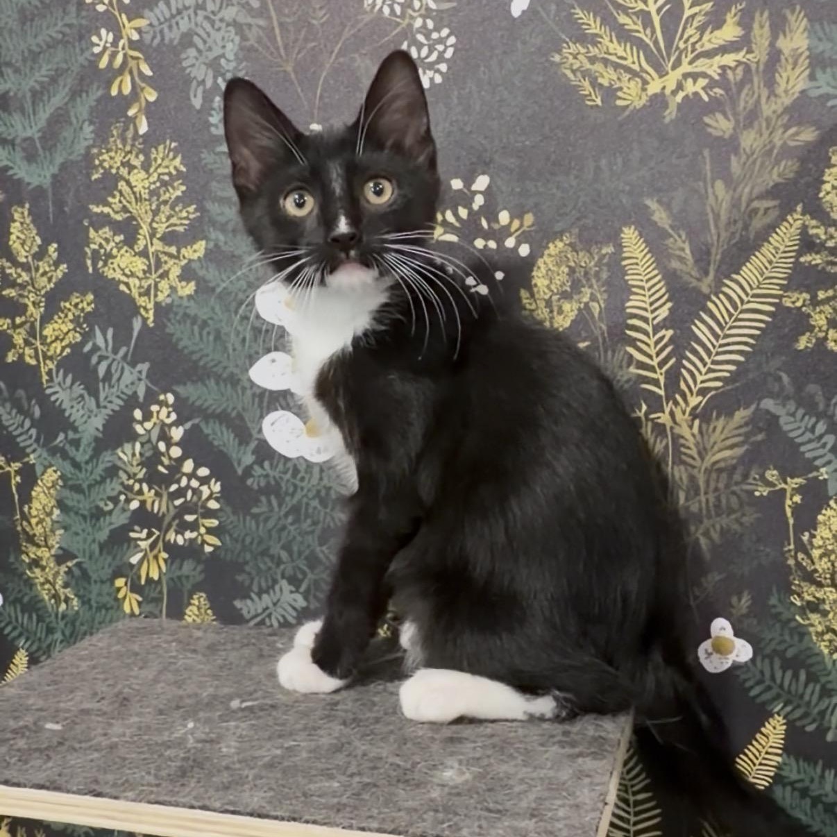 Ryobi, an adopted Domestic Short Hair in Midvale, UT image 1/5