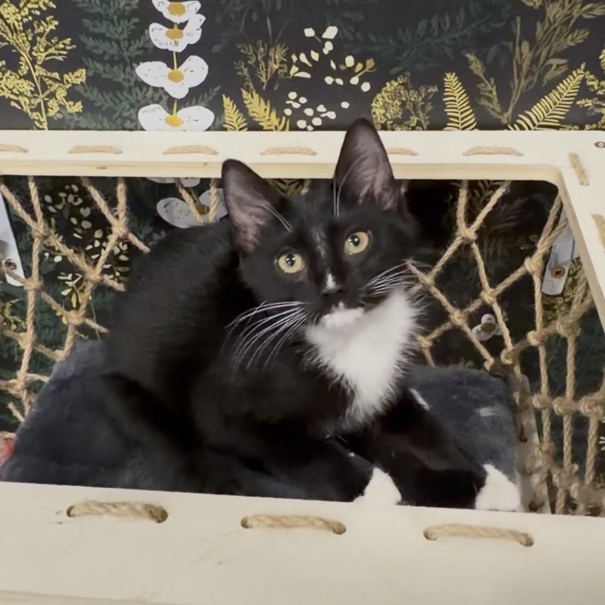 Ryobi, an adopted Domestic Short Hair in Midvale, UT image 4/5