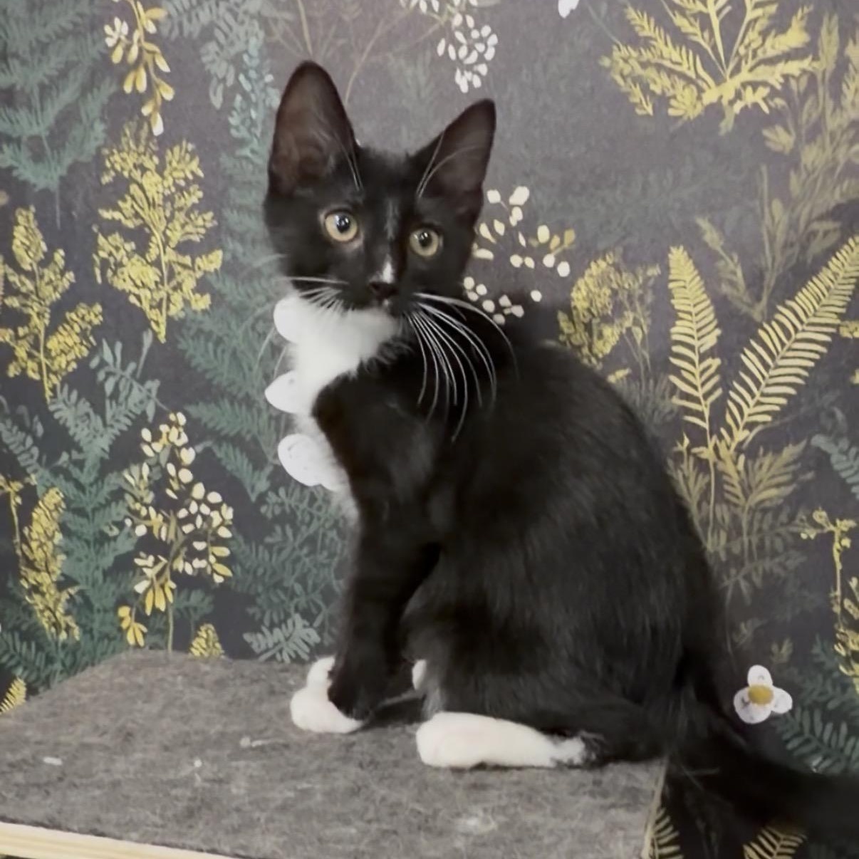 Ryobi, an adopted Domestic Short Hair in Midvale, UT image 2/5