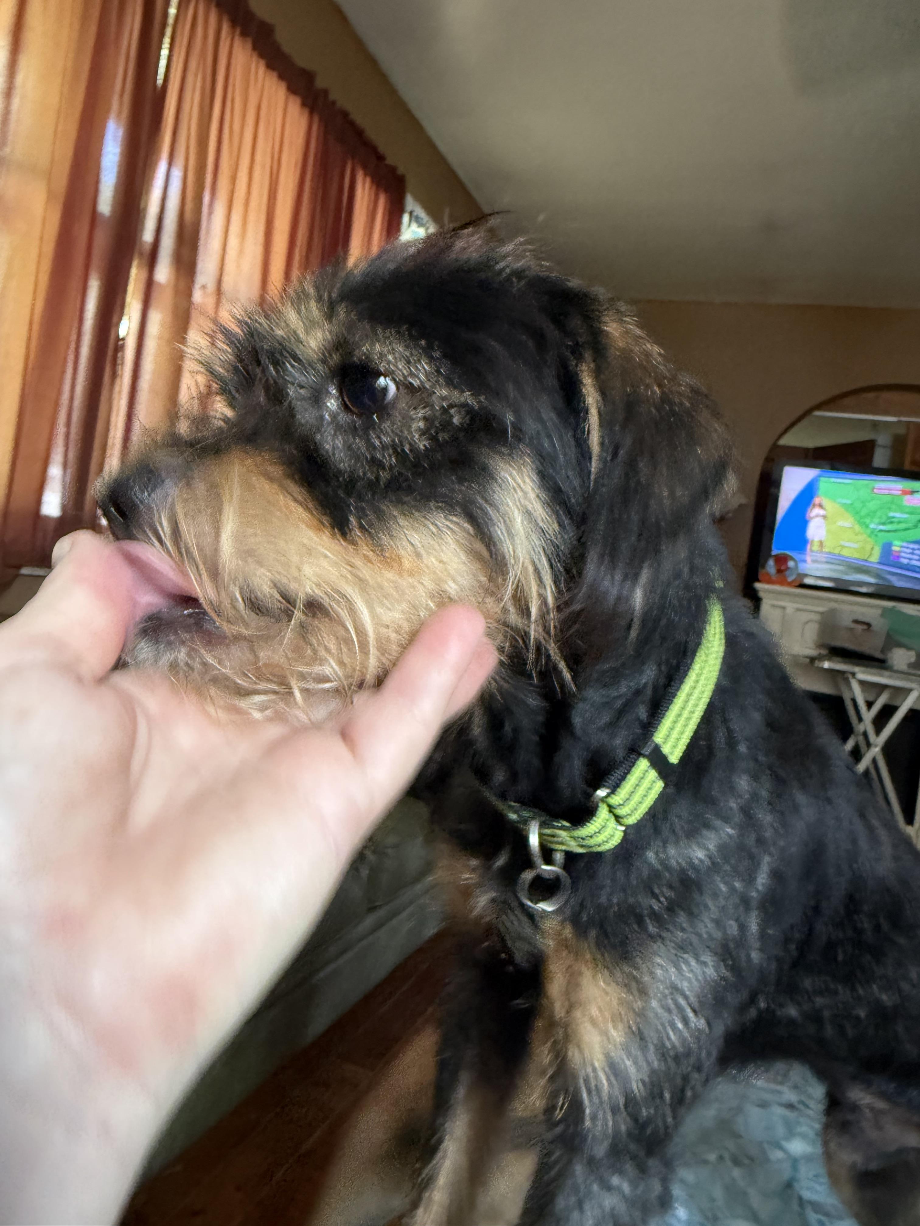 JJ, a ADOPTABLE mixed breed in Adams, MA image 4/4