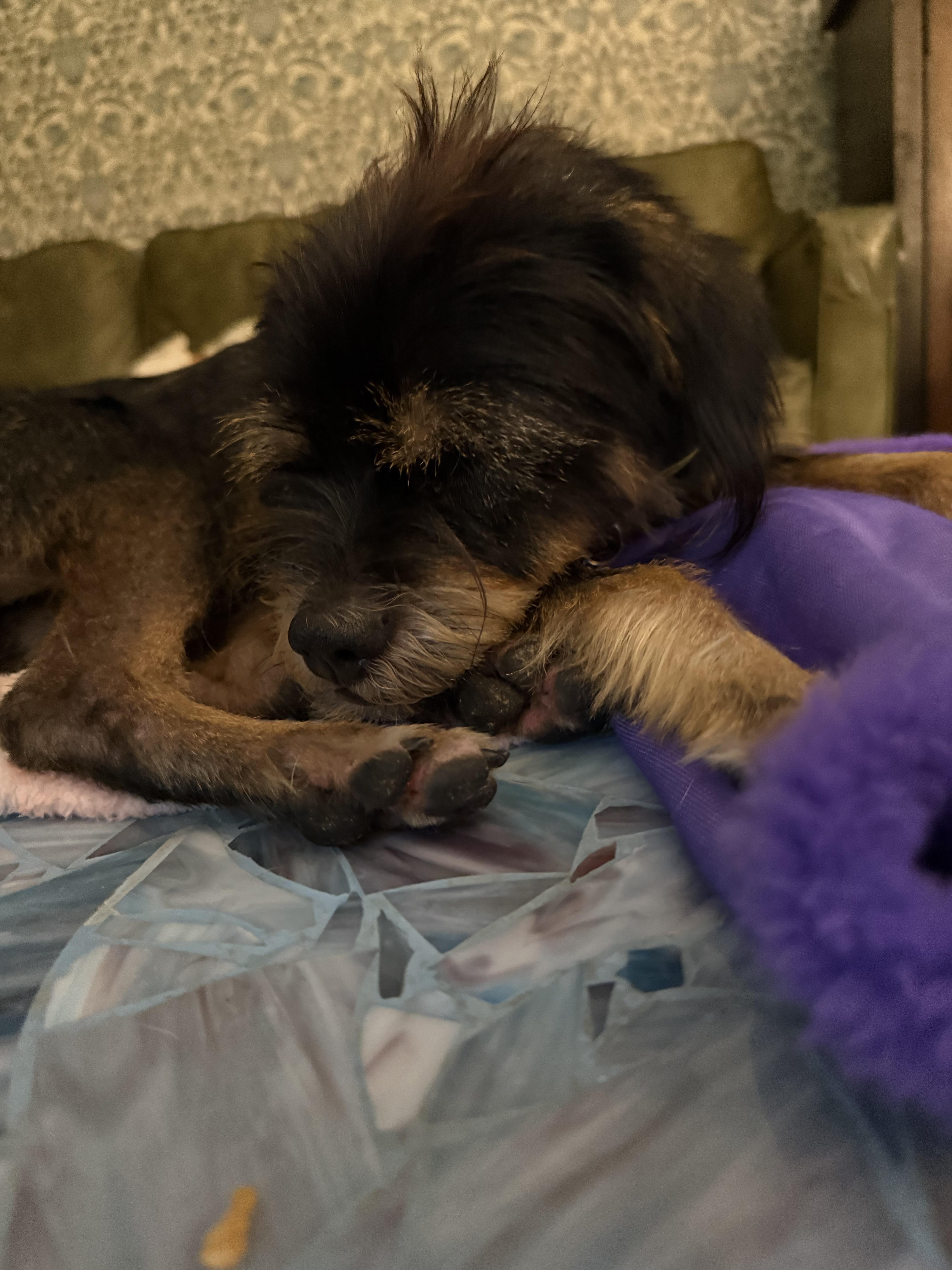 JJ, a ADOPTABLE mixed breed in Adams, MA image 2/4