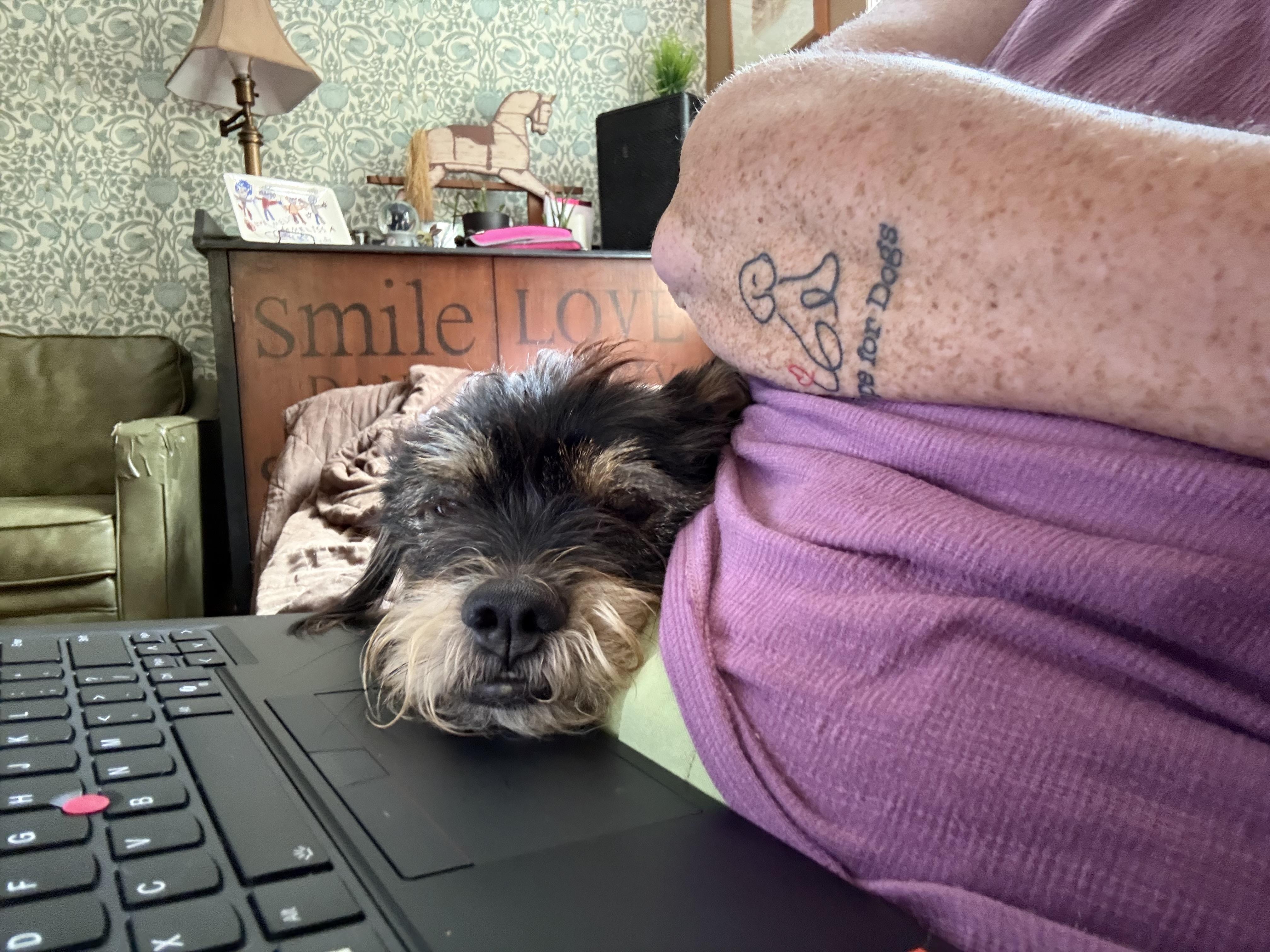 JJ, ADOPTABLE, Adult Male Wirehaired Terrier.