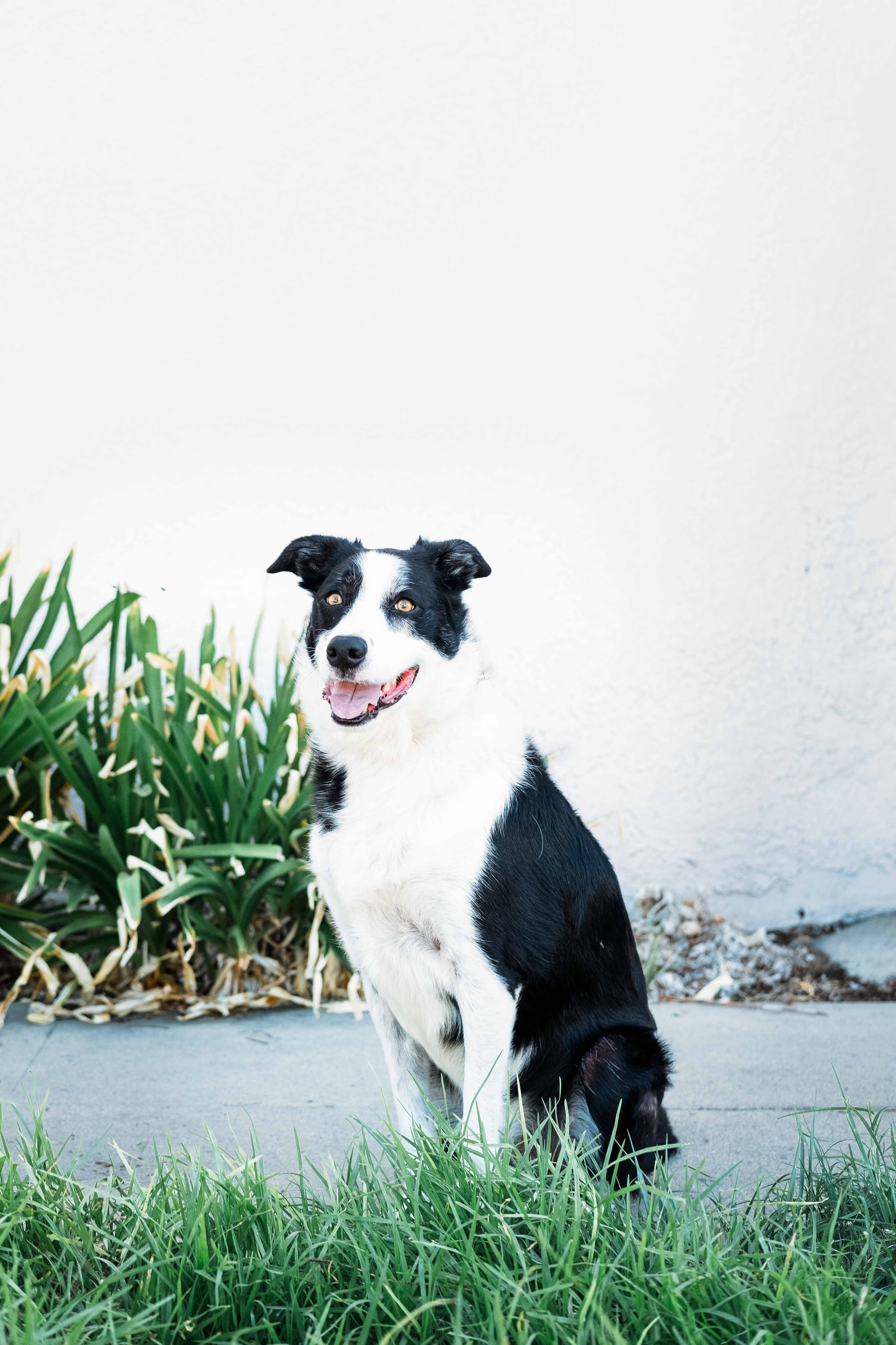 Rocco photo 2