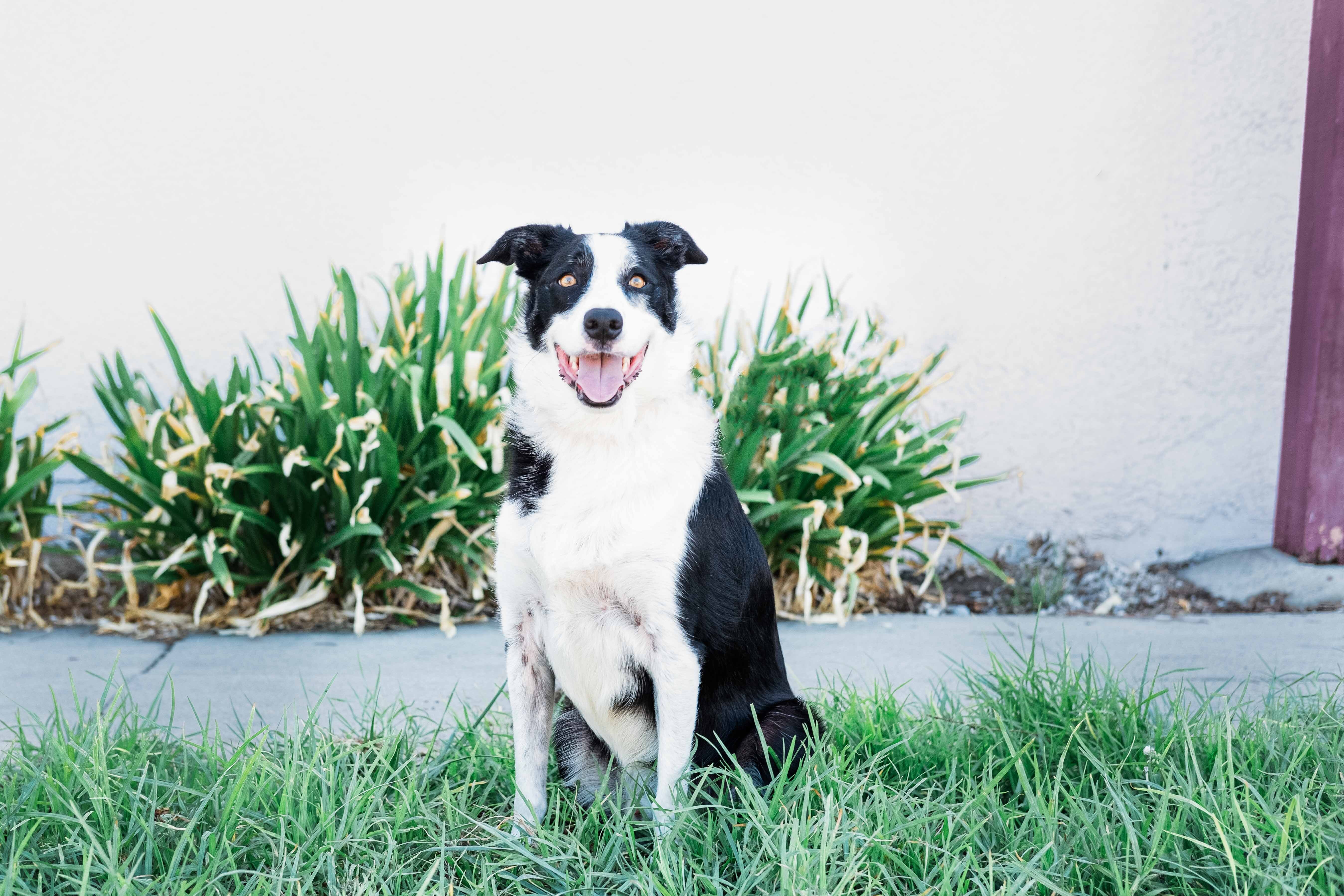 Rocco, Young Male unknown