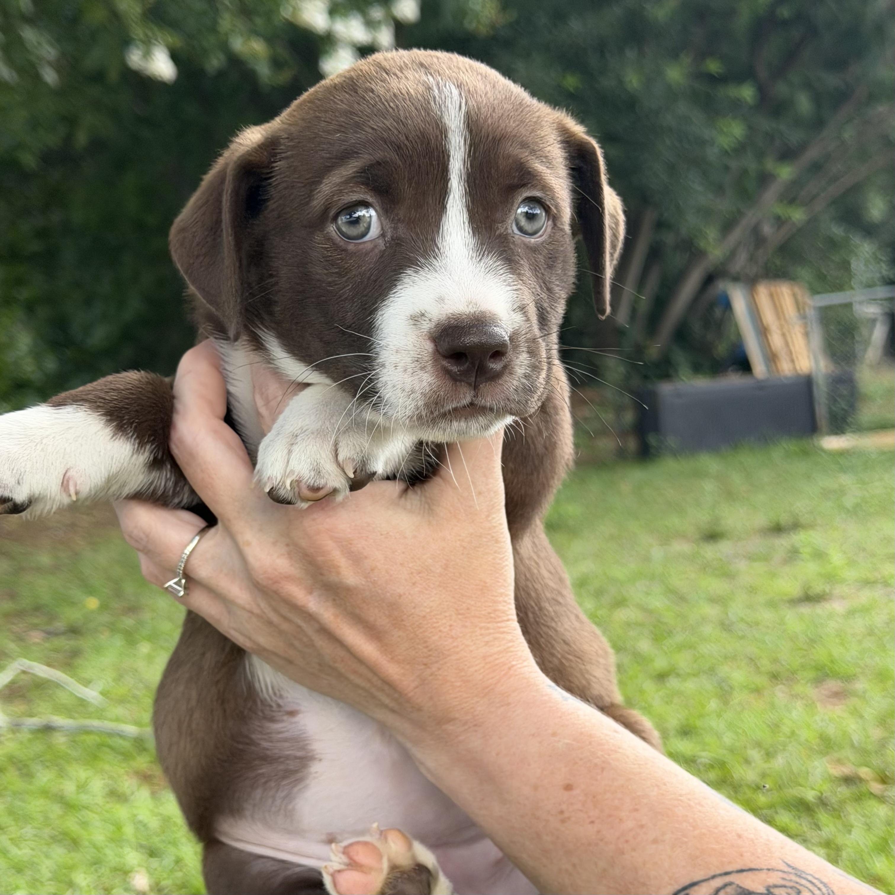 Enlarge City Girl, an adopted mixed breed in Columbia, SC image 3/3