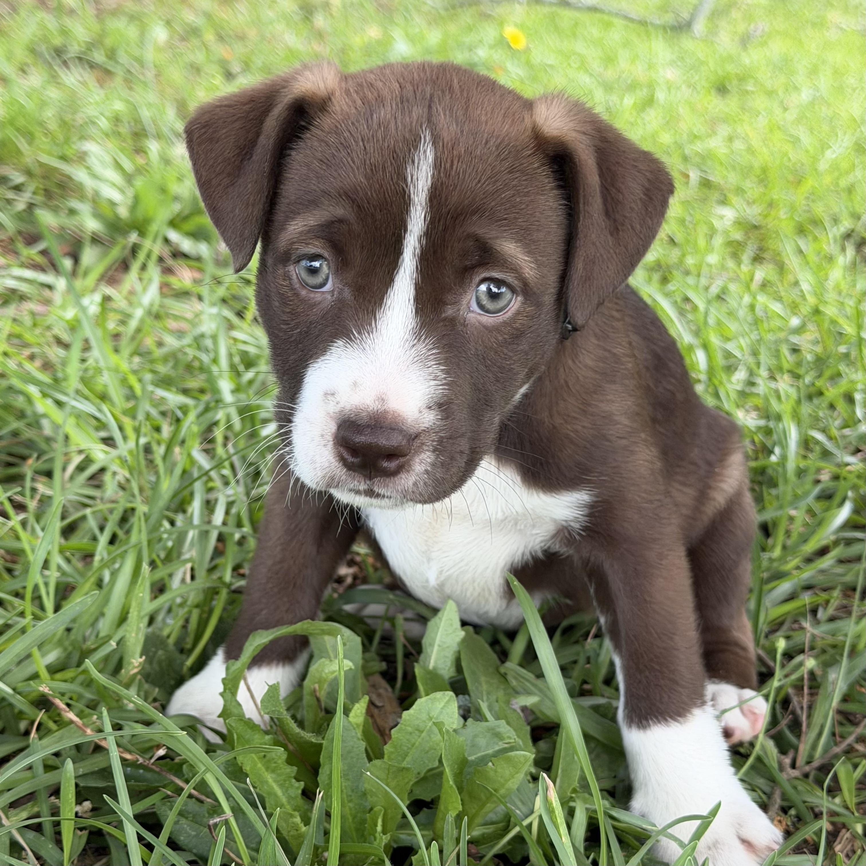 City Girl, adopted, Puppy Female Labrador Retriever & Pit Bull Terrier.