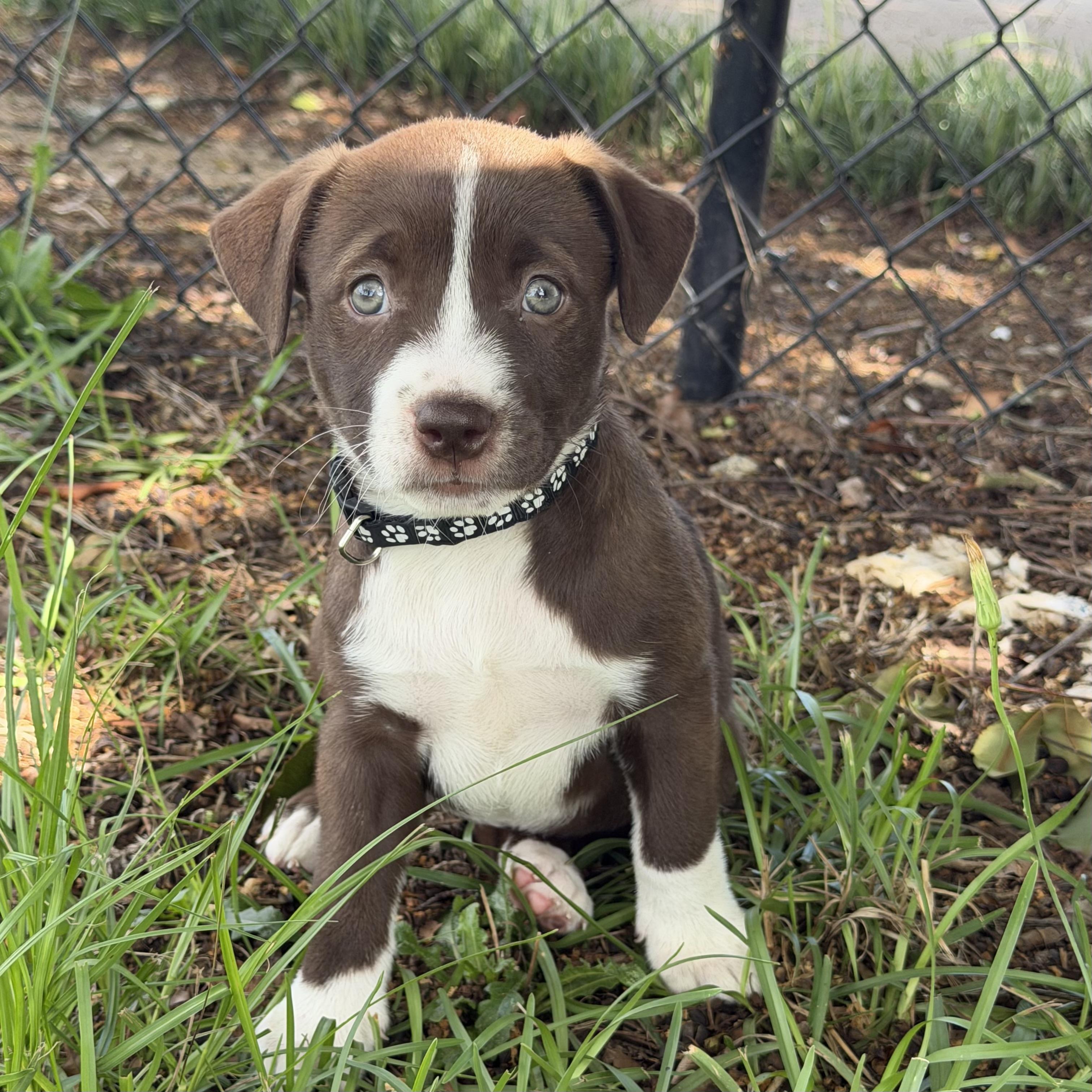 Enlarge City Girl, an adopted mixed breed in Columbia, SC image 2/3