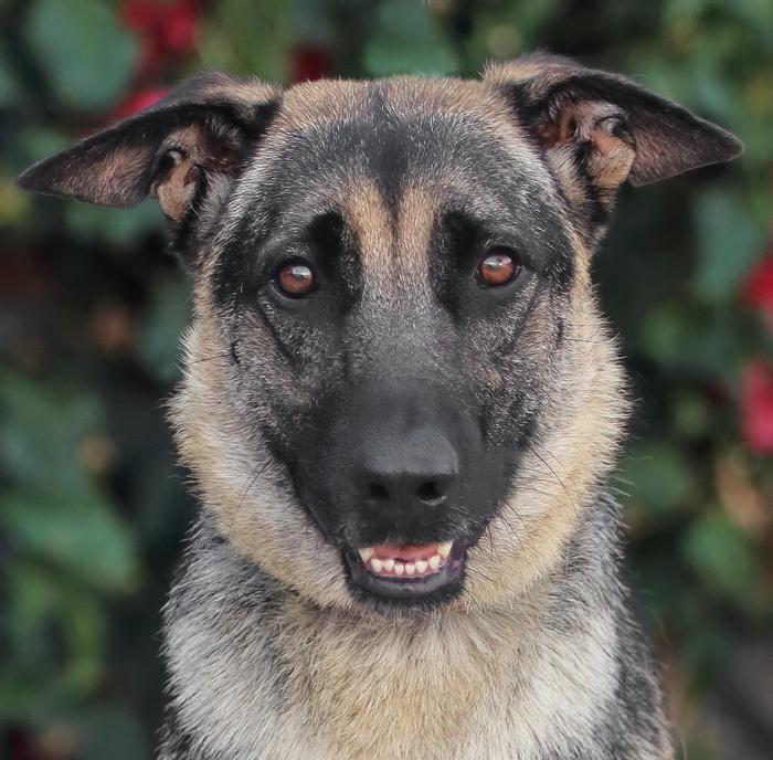 *Maya von Mannheim